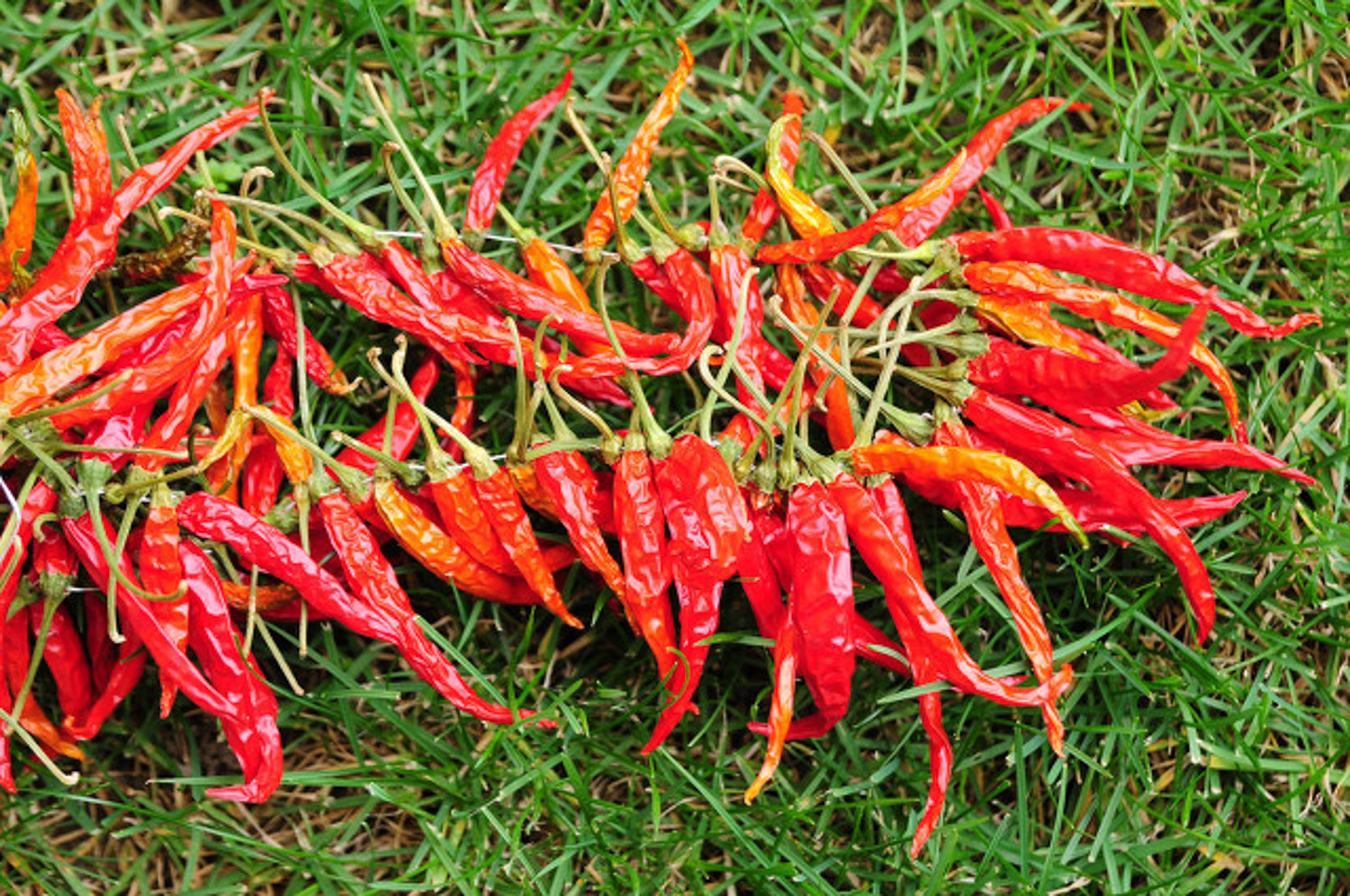Pepper