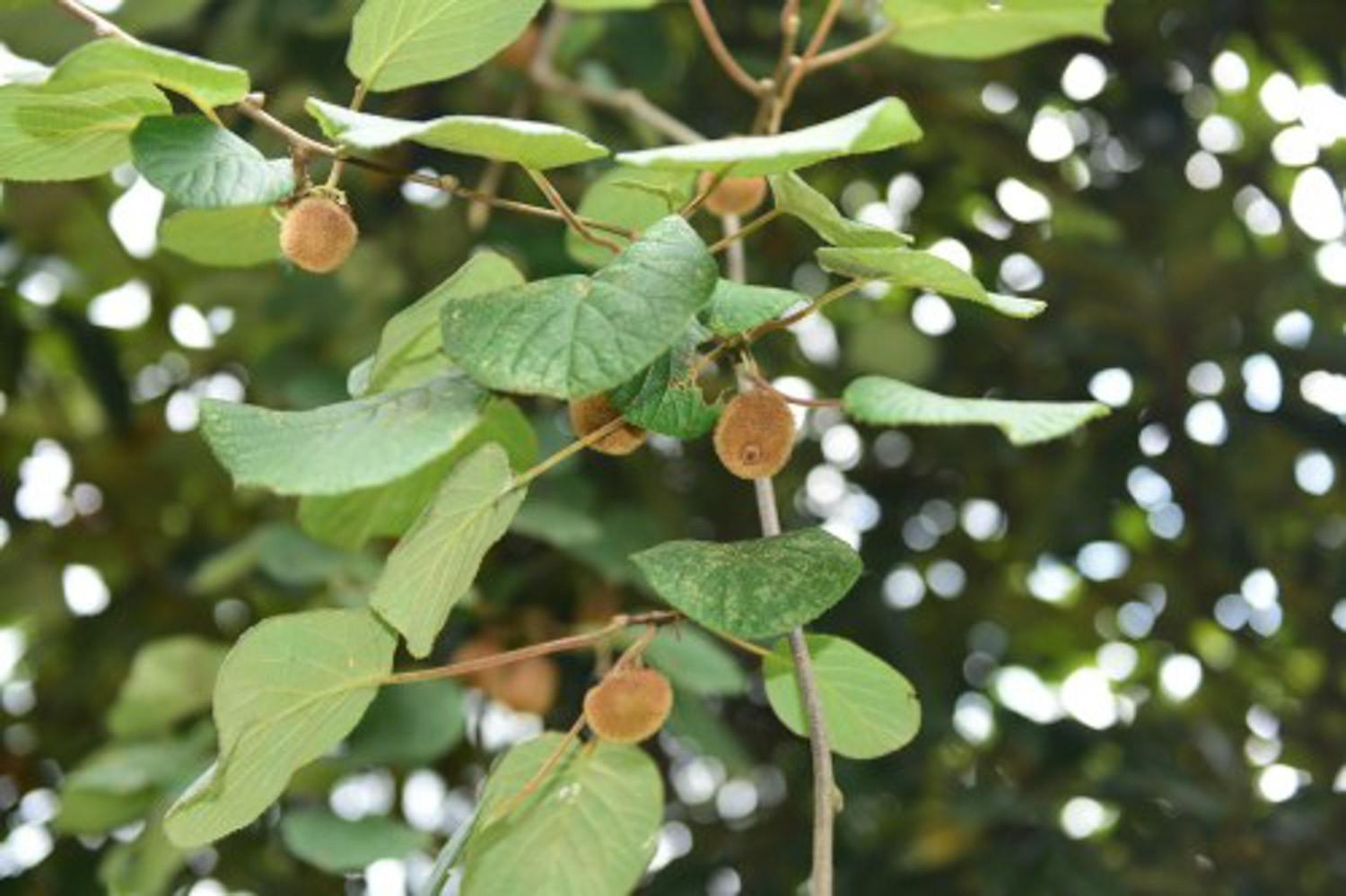 kiwifruit