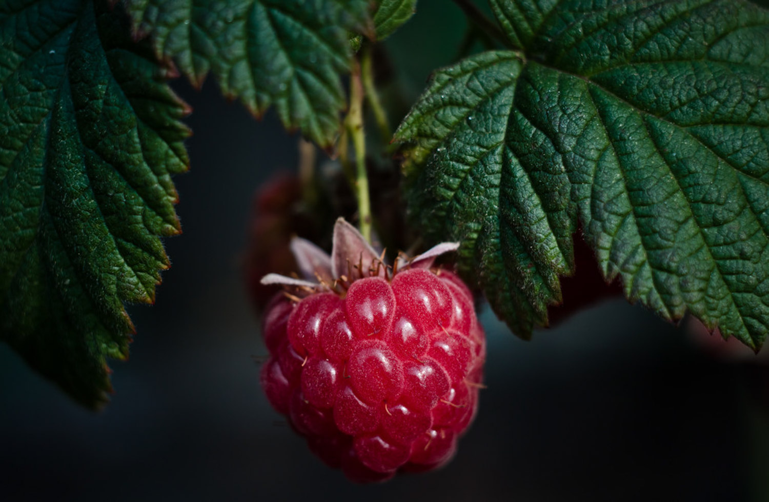 raspberry