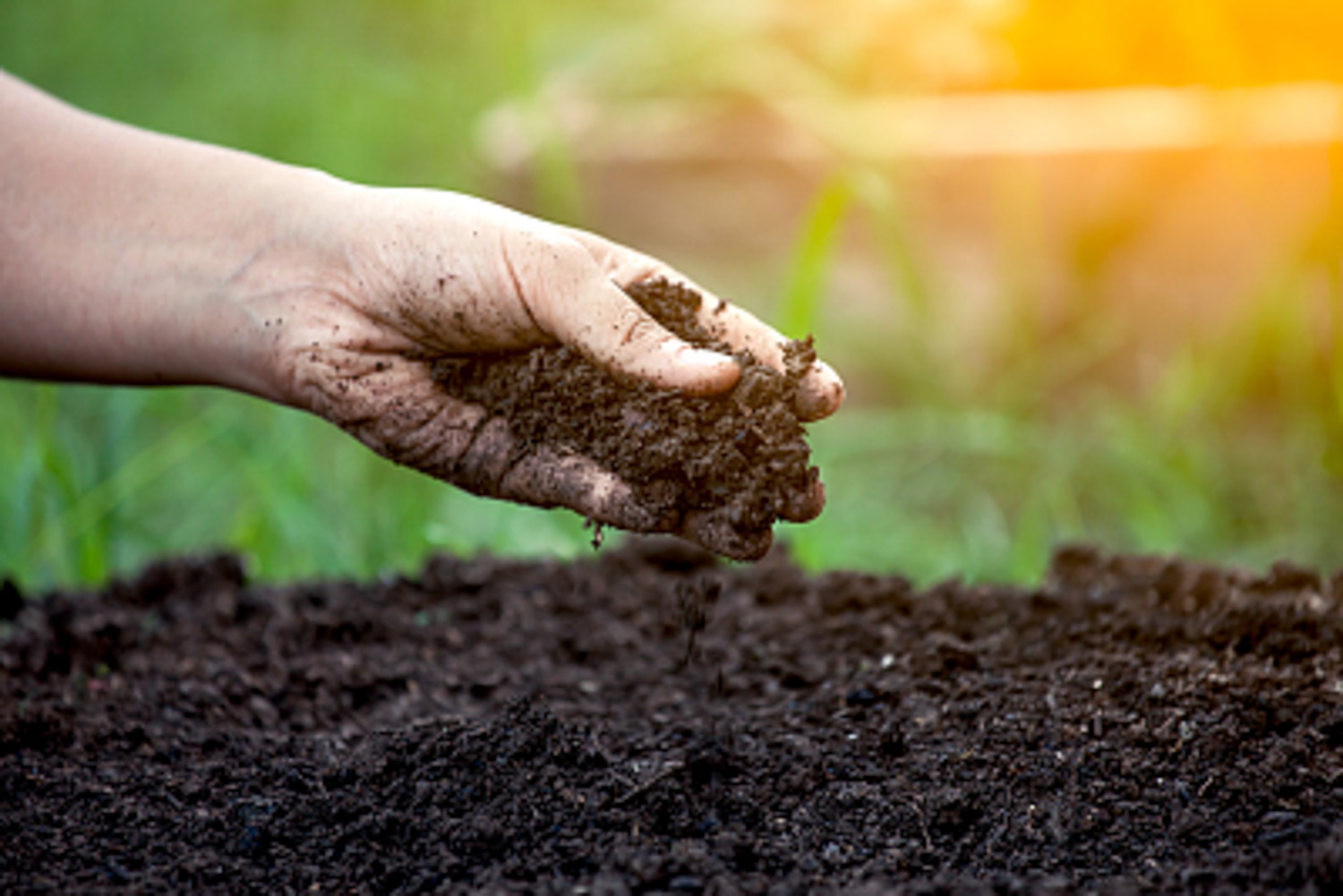 soil