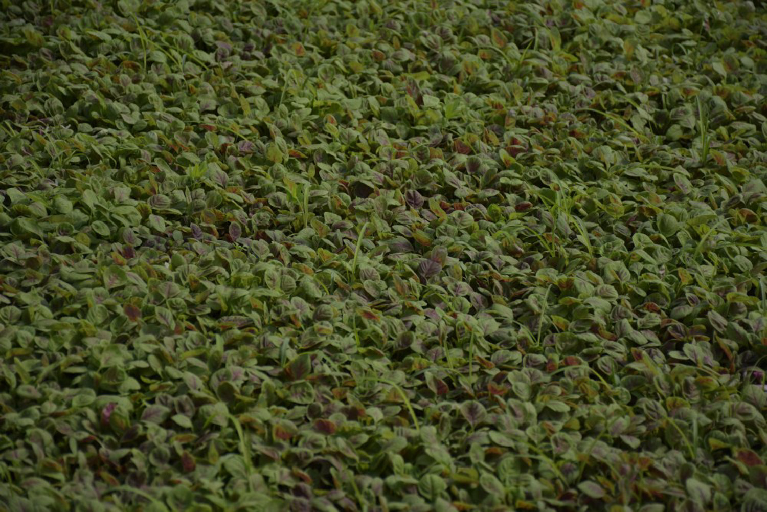 three-colored amaranth