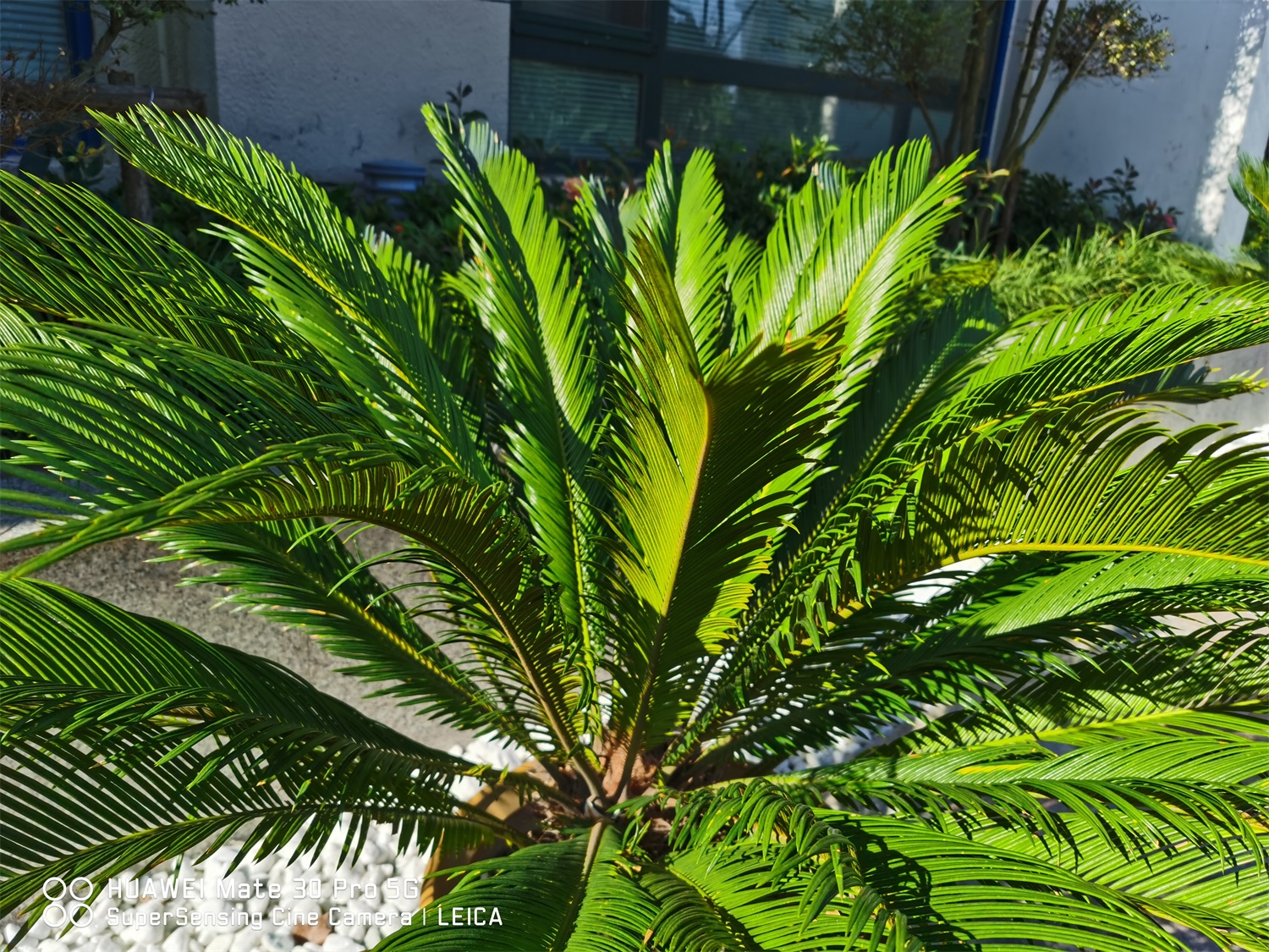 Cycas