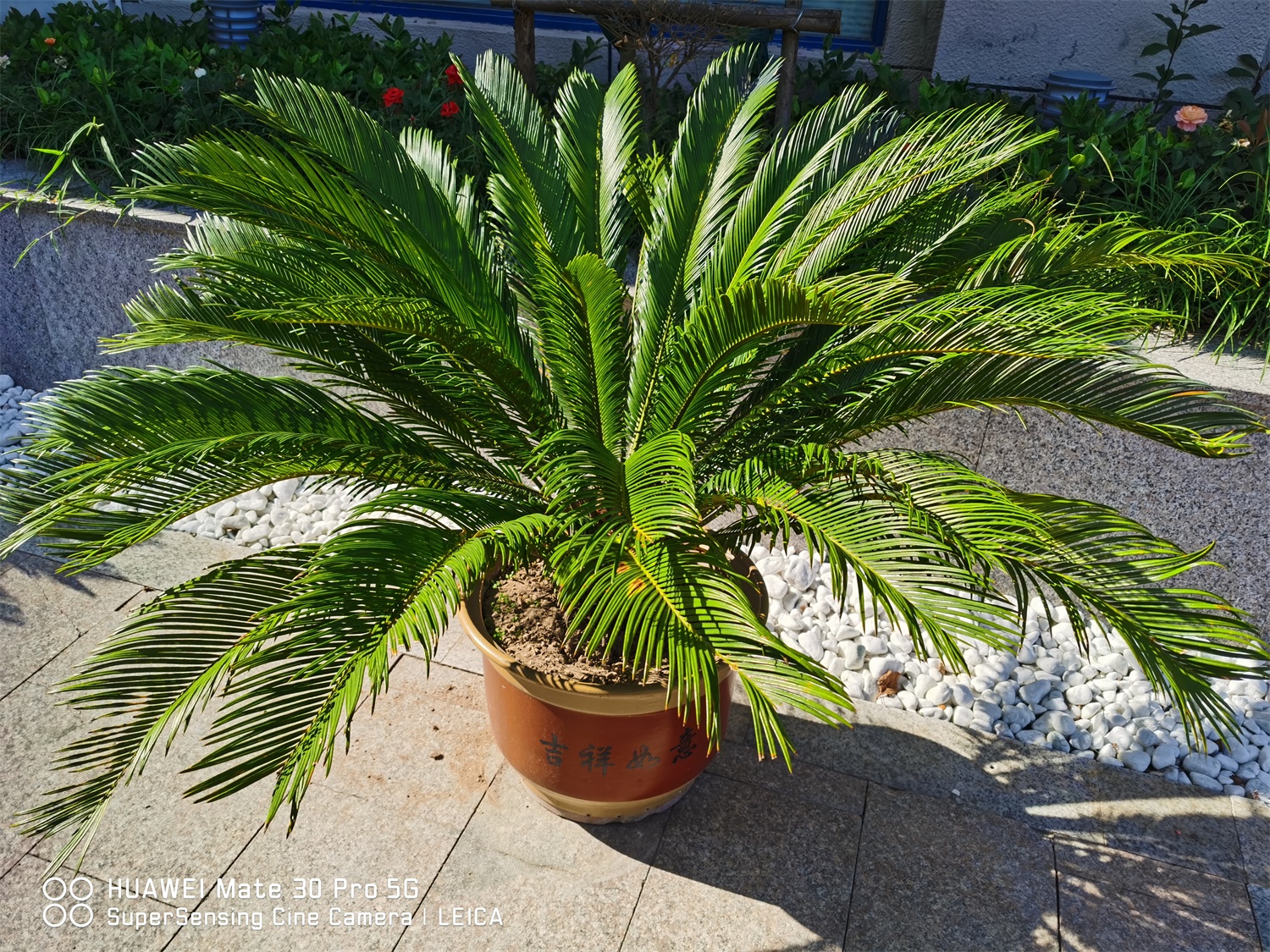 Cycas