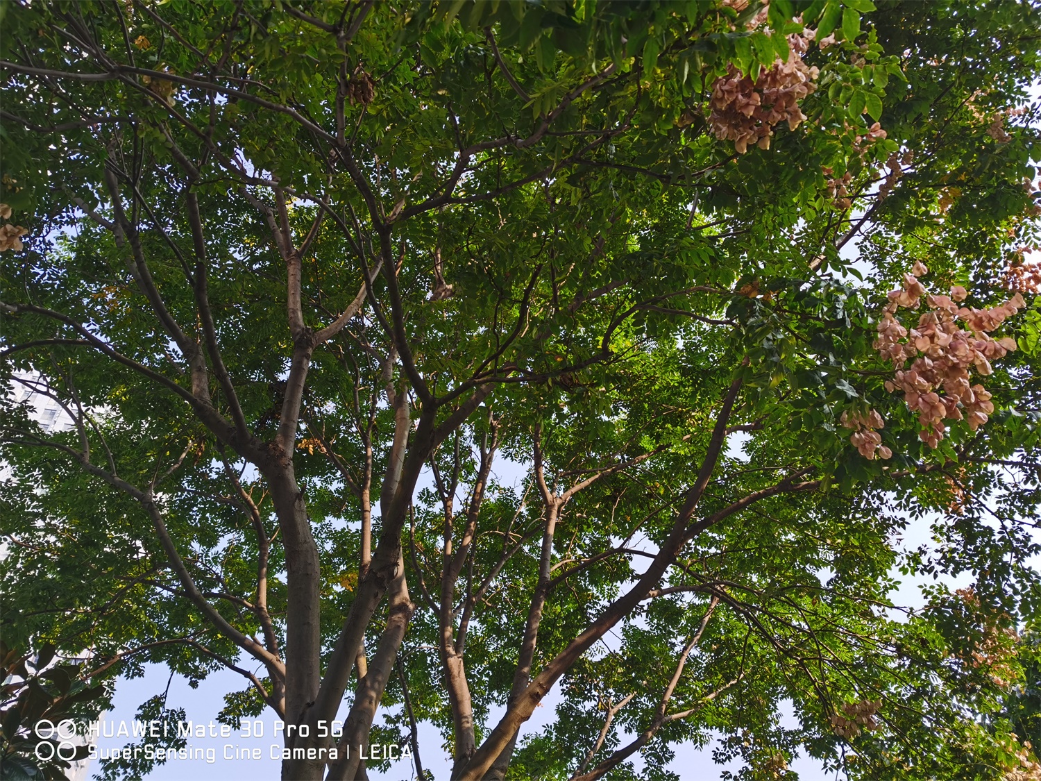 Koelreuteria Paniculata