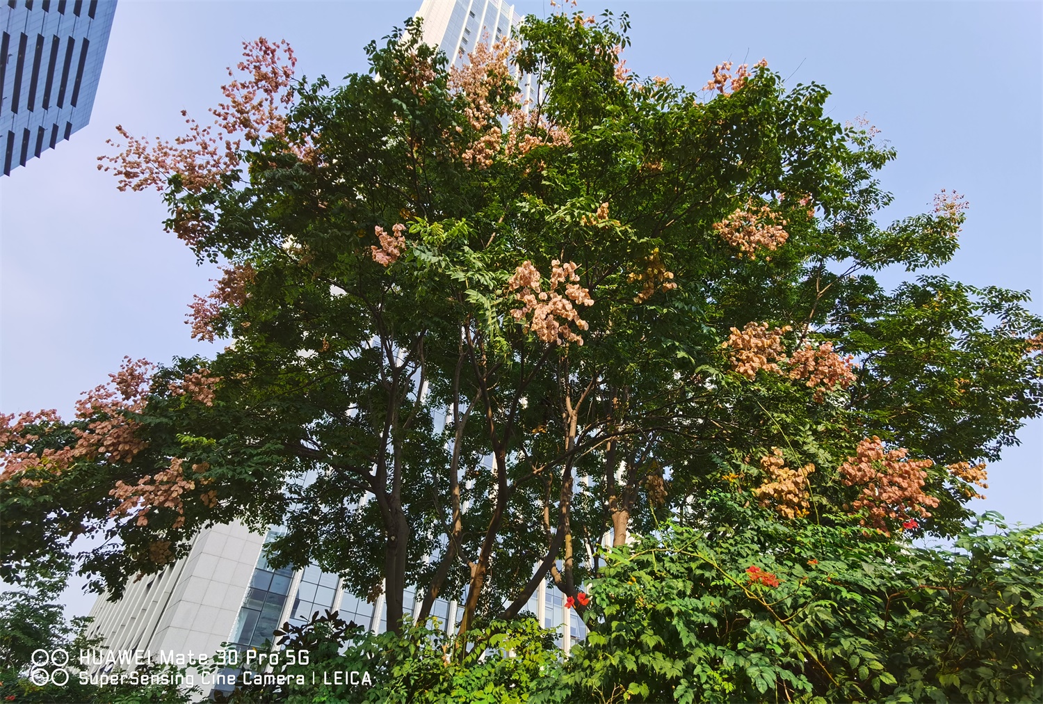 Koelreuteria Paniculata