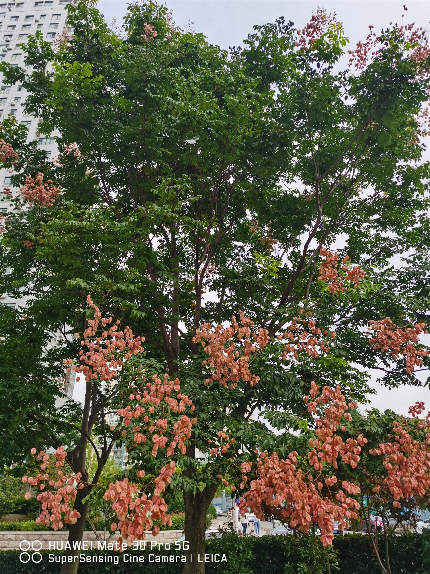 Koelreuteria Paniculata