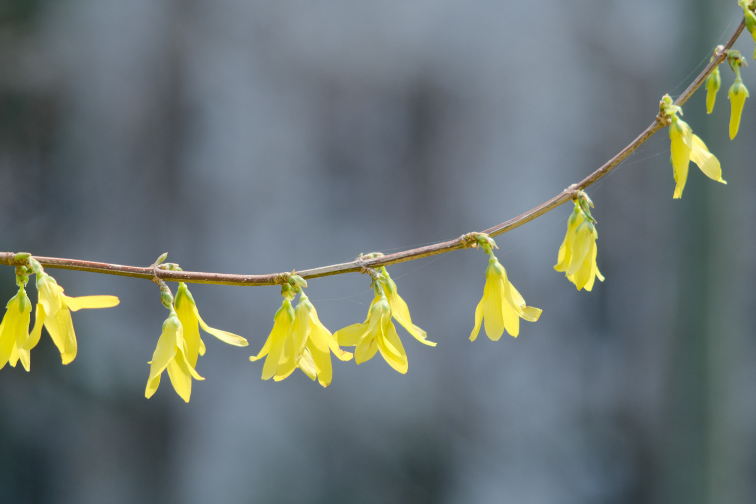 Forsythia suspensa