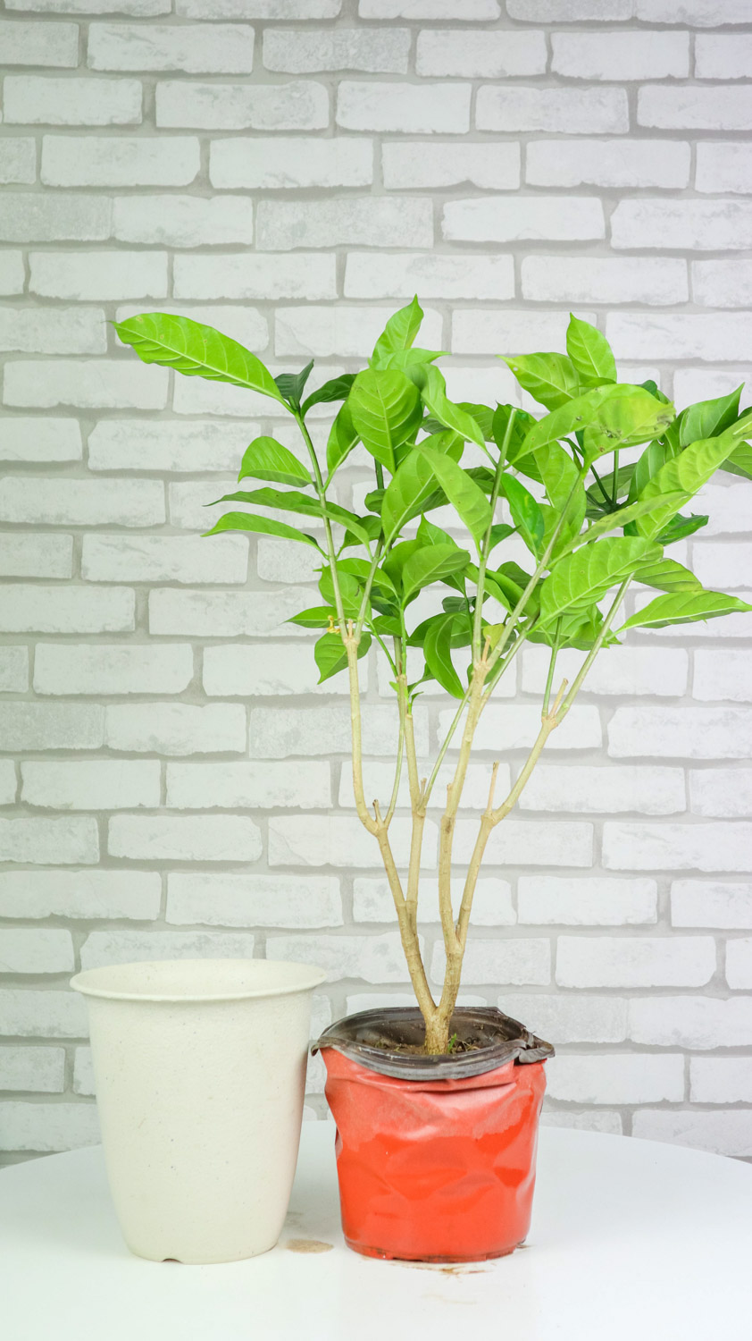 grape-jasmine