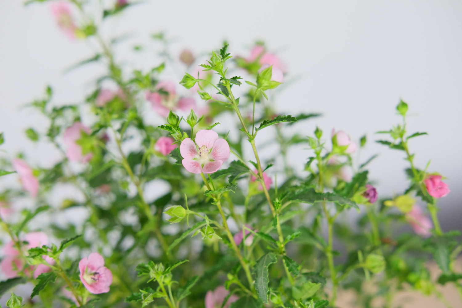 Hibiscus minor