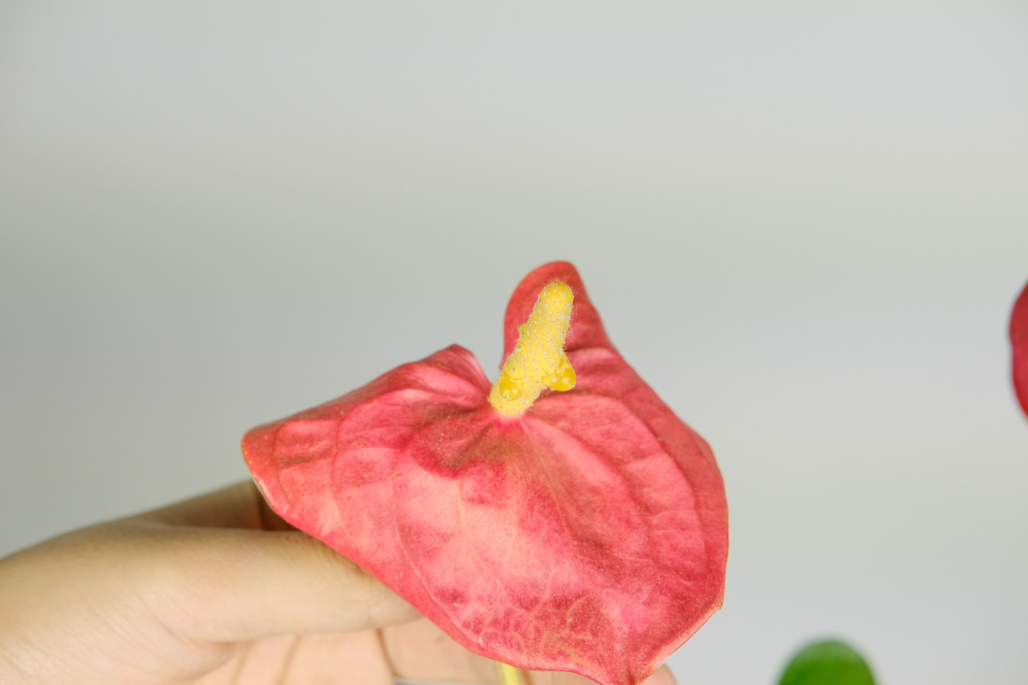 Anthurium