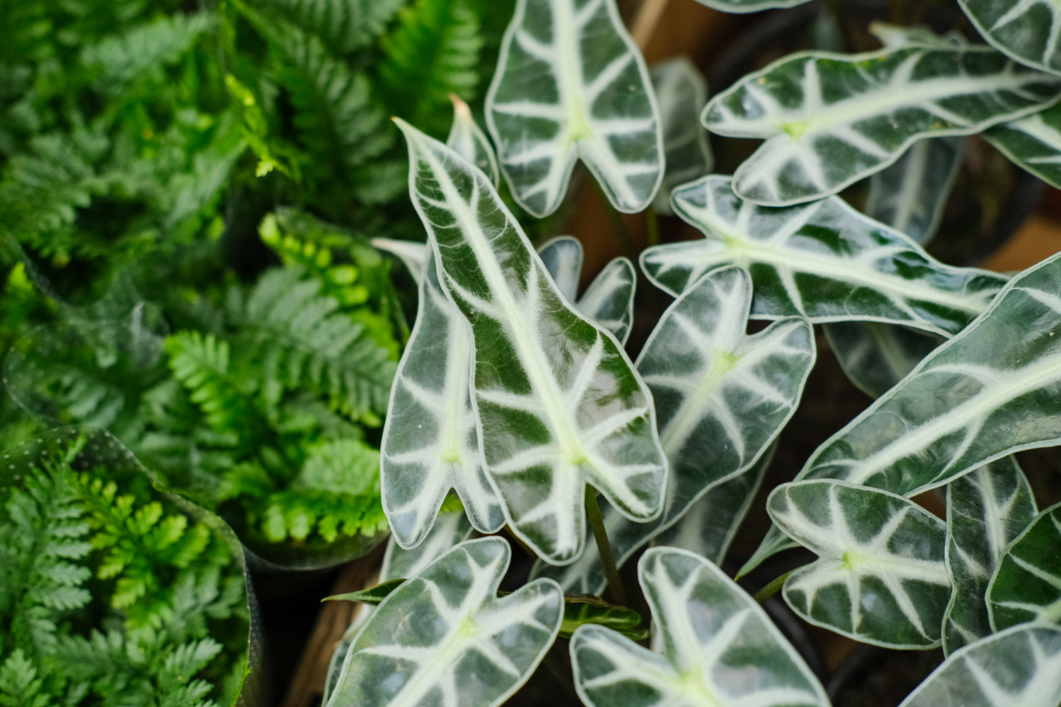 Alocasia xamazonica 