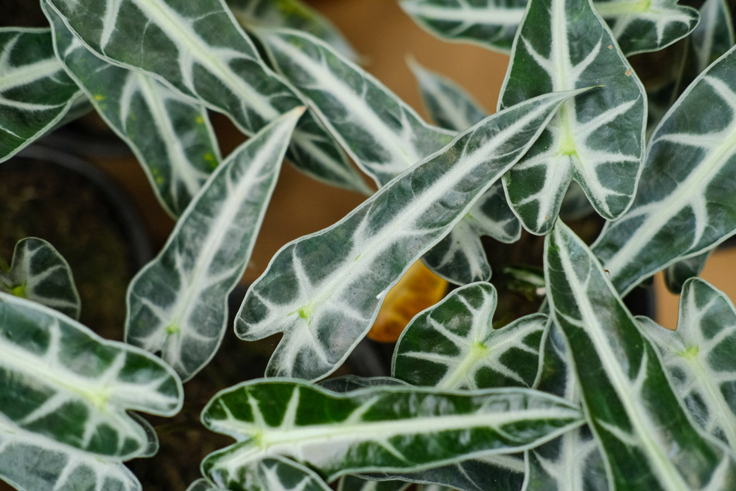 Alocasia xamazonica 