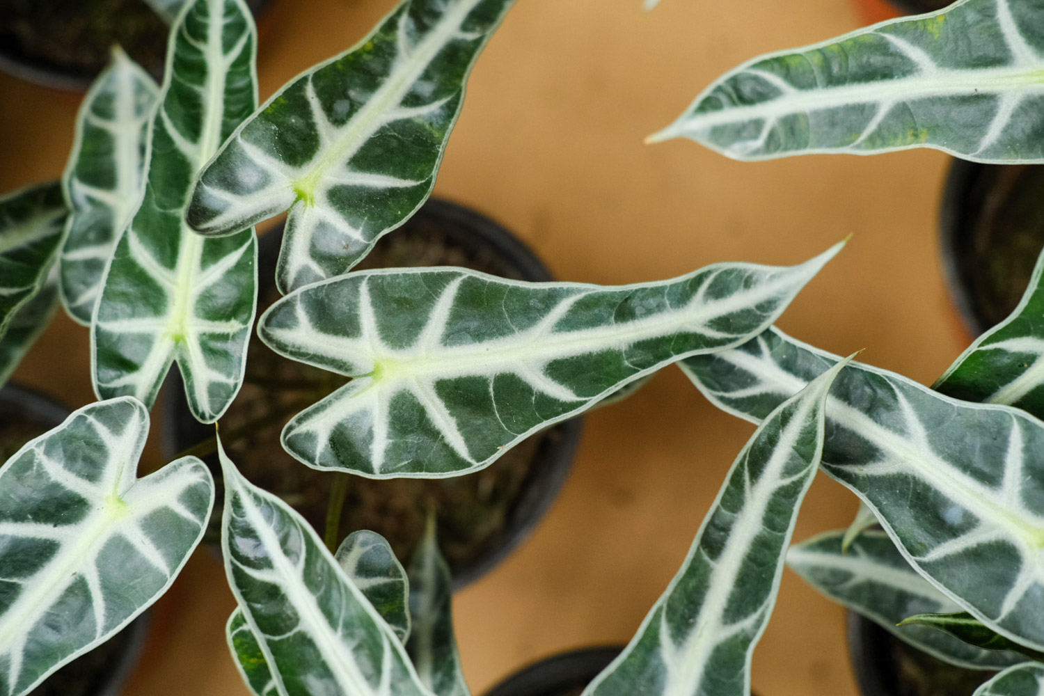 Alocasia xamazonica 