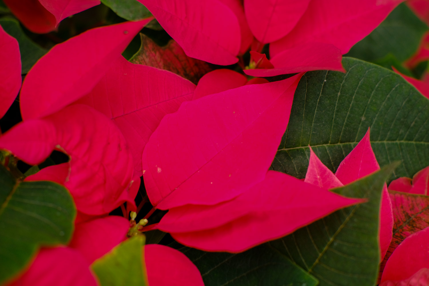 poinsettia