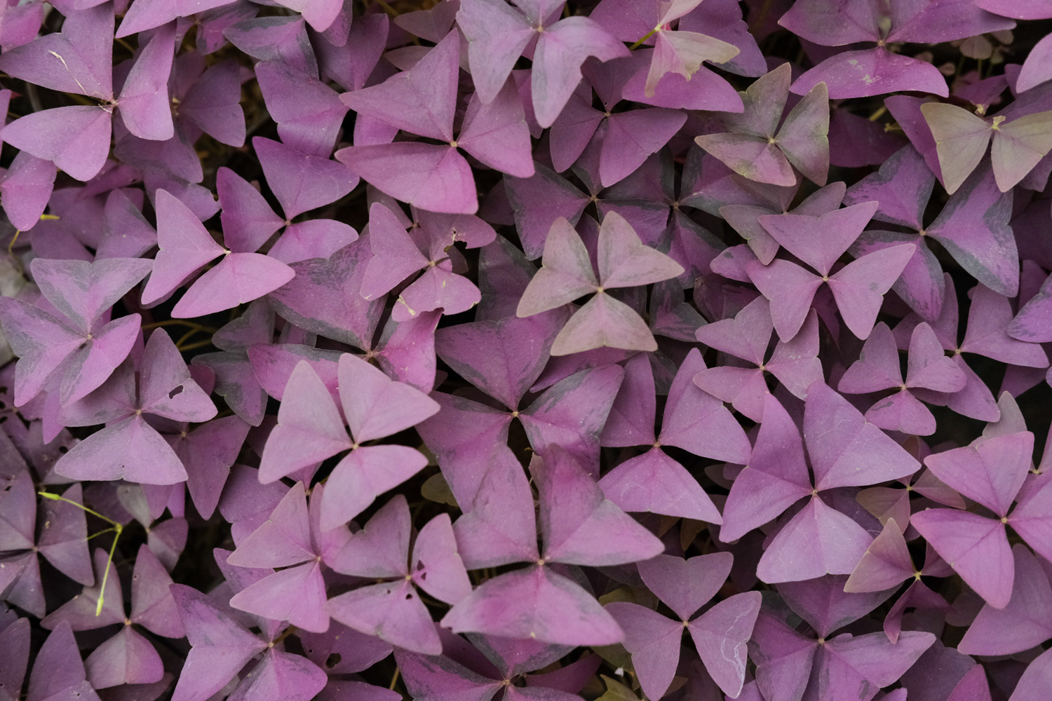 Oxalis
