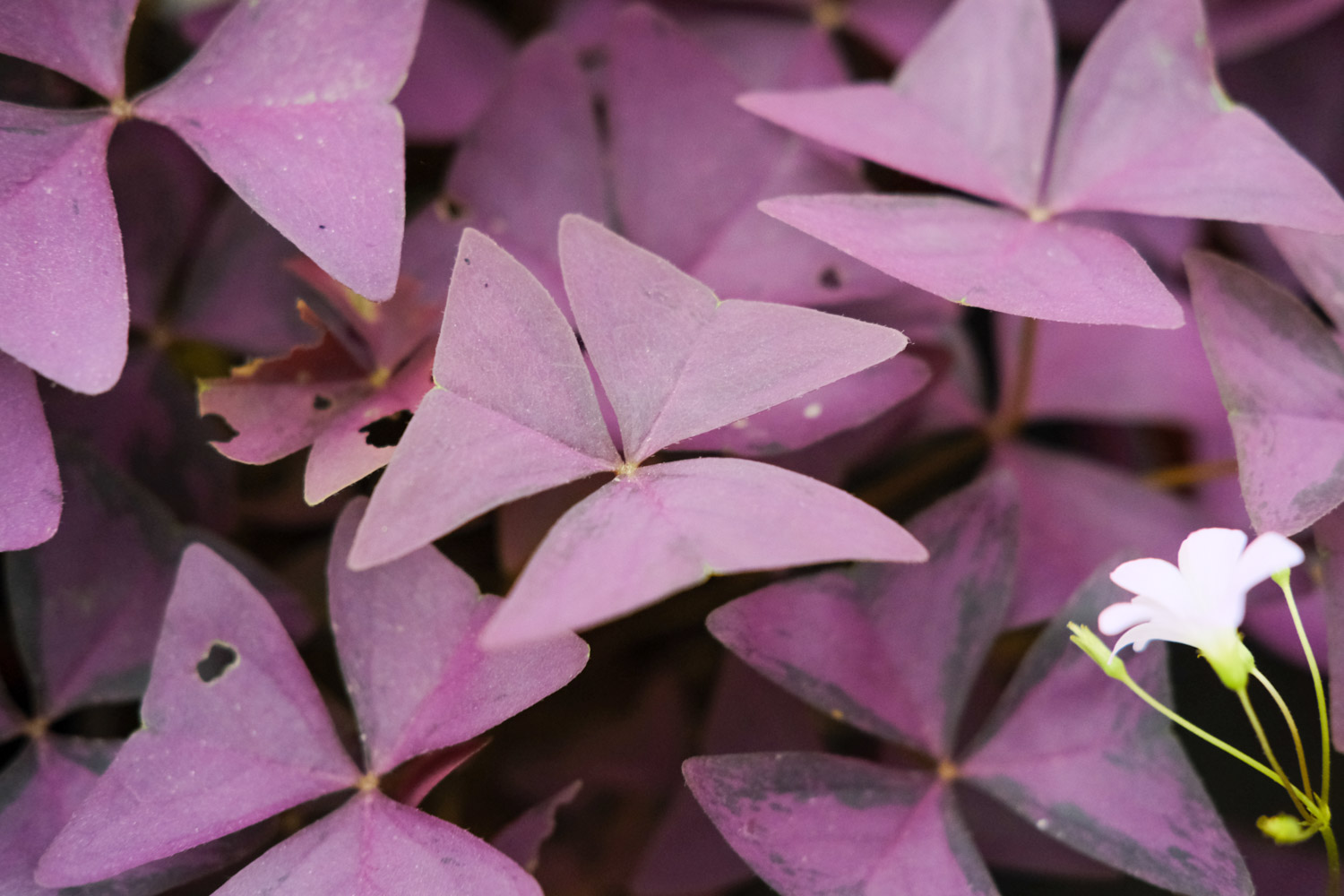 Oxalis
