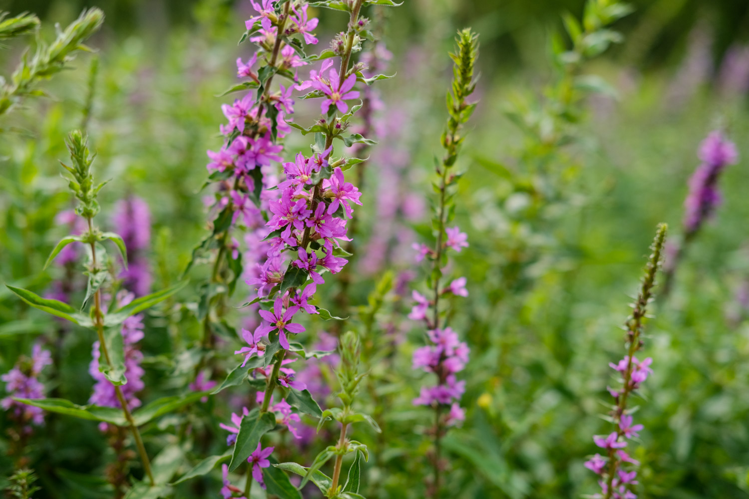 Purple loosestrife