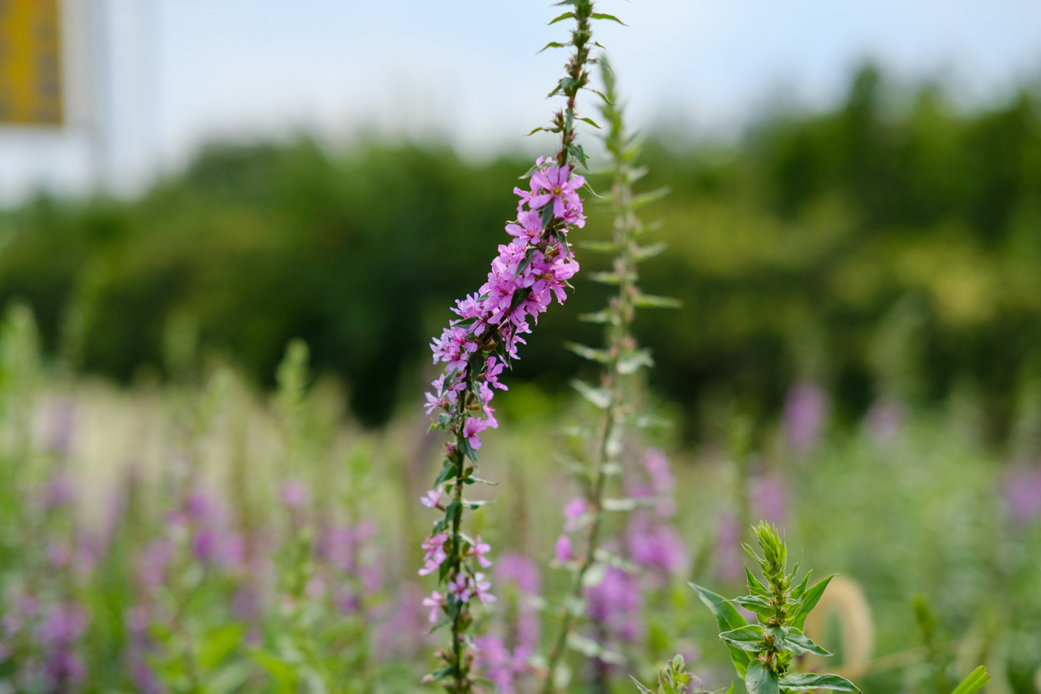 Purple loosestrife