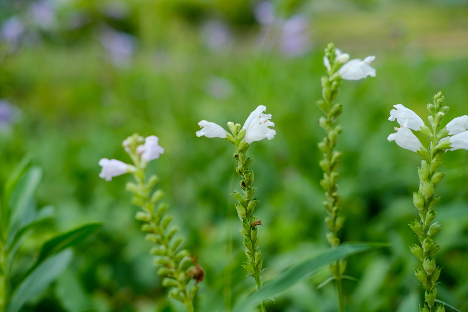 Random grass