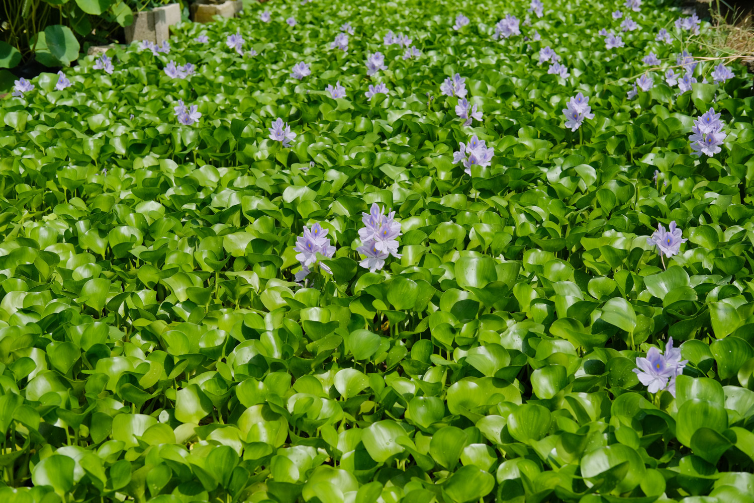 water hyacinth