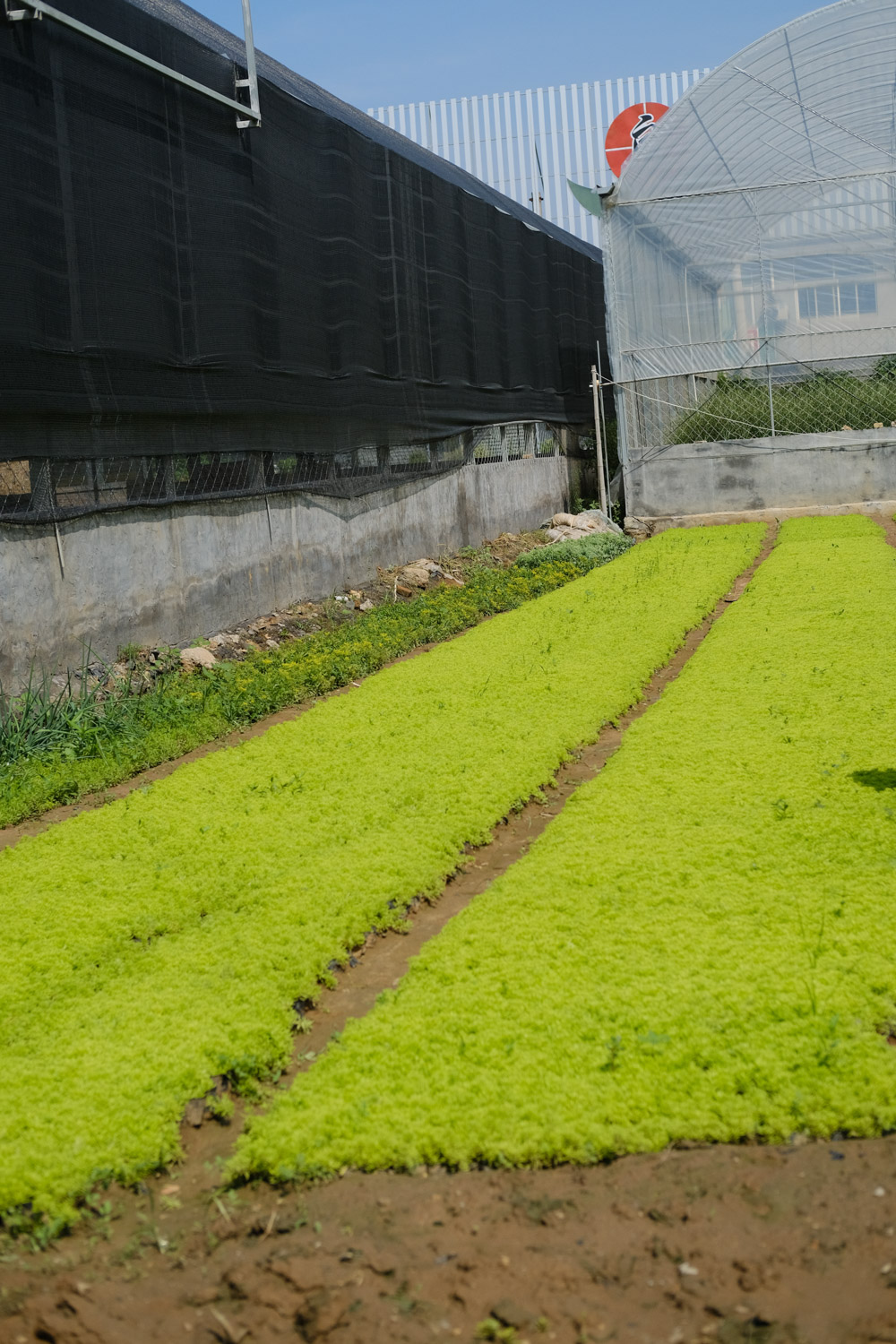 Golden perennial grass