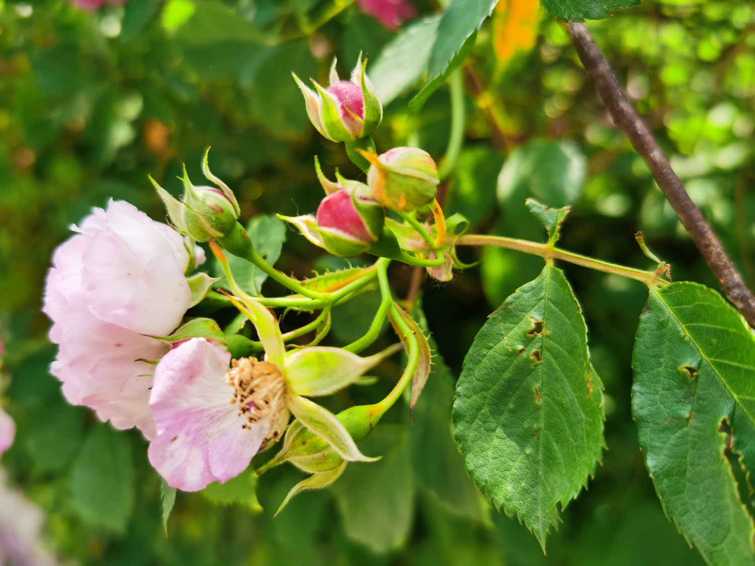 rose