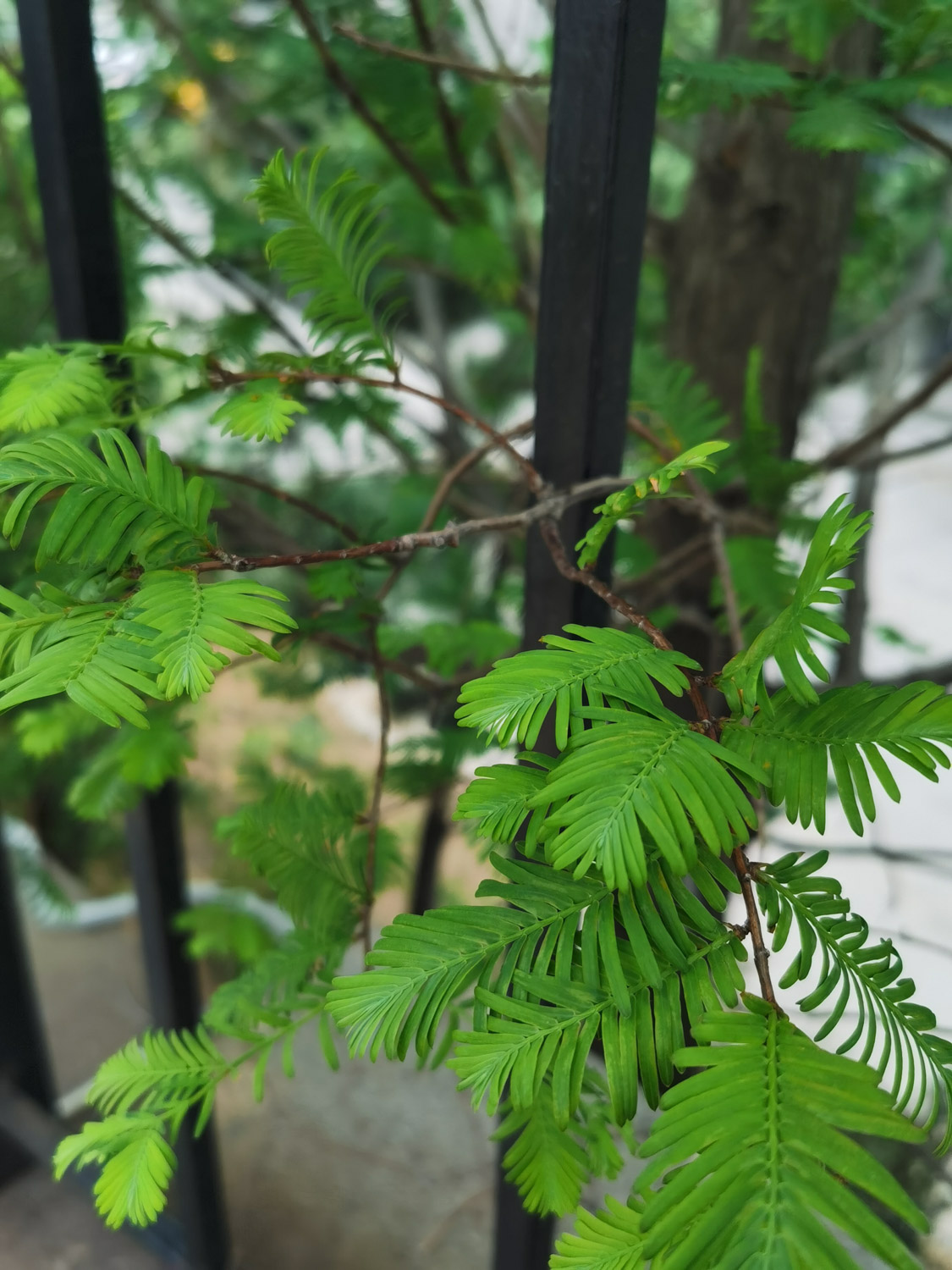 metasequoia