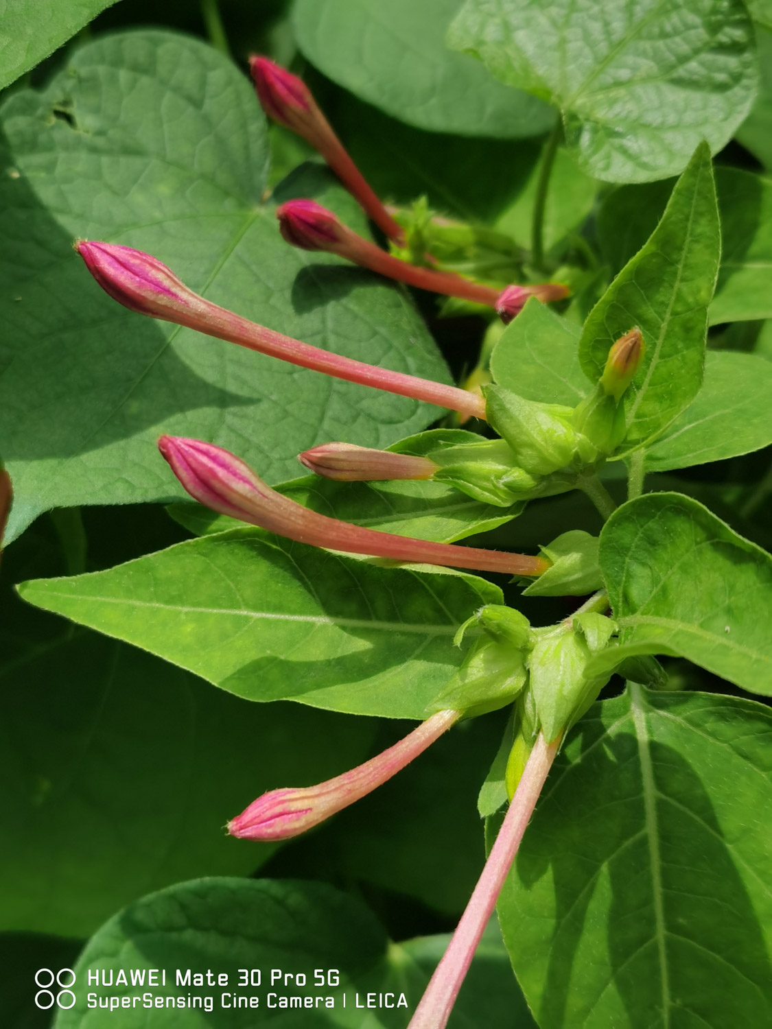 Mirabilis jalapa