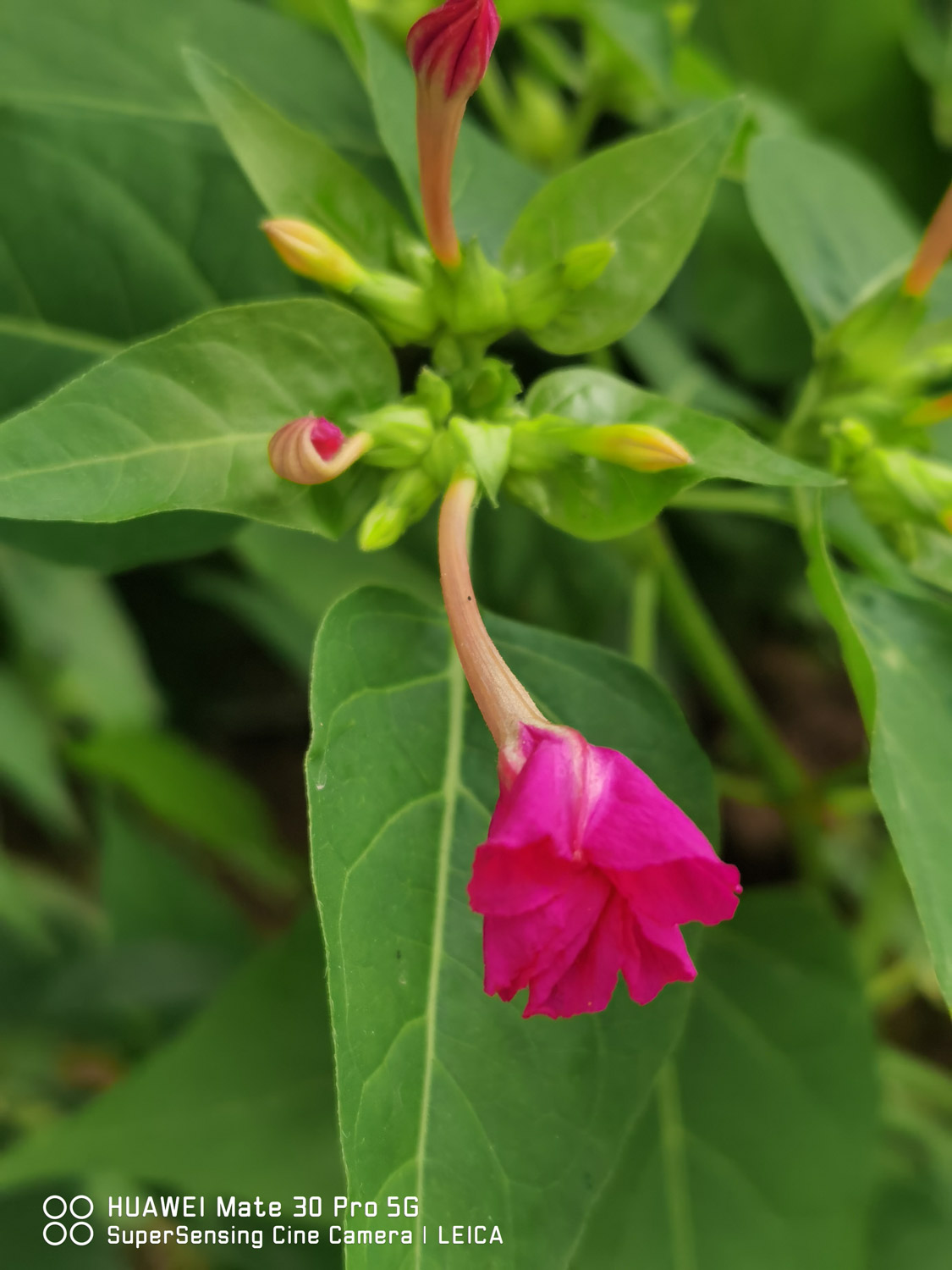 Mirabilis jalapa