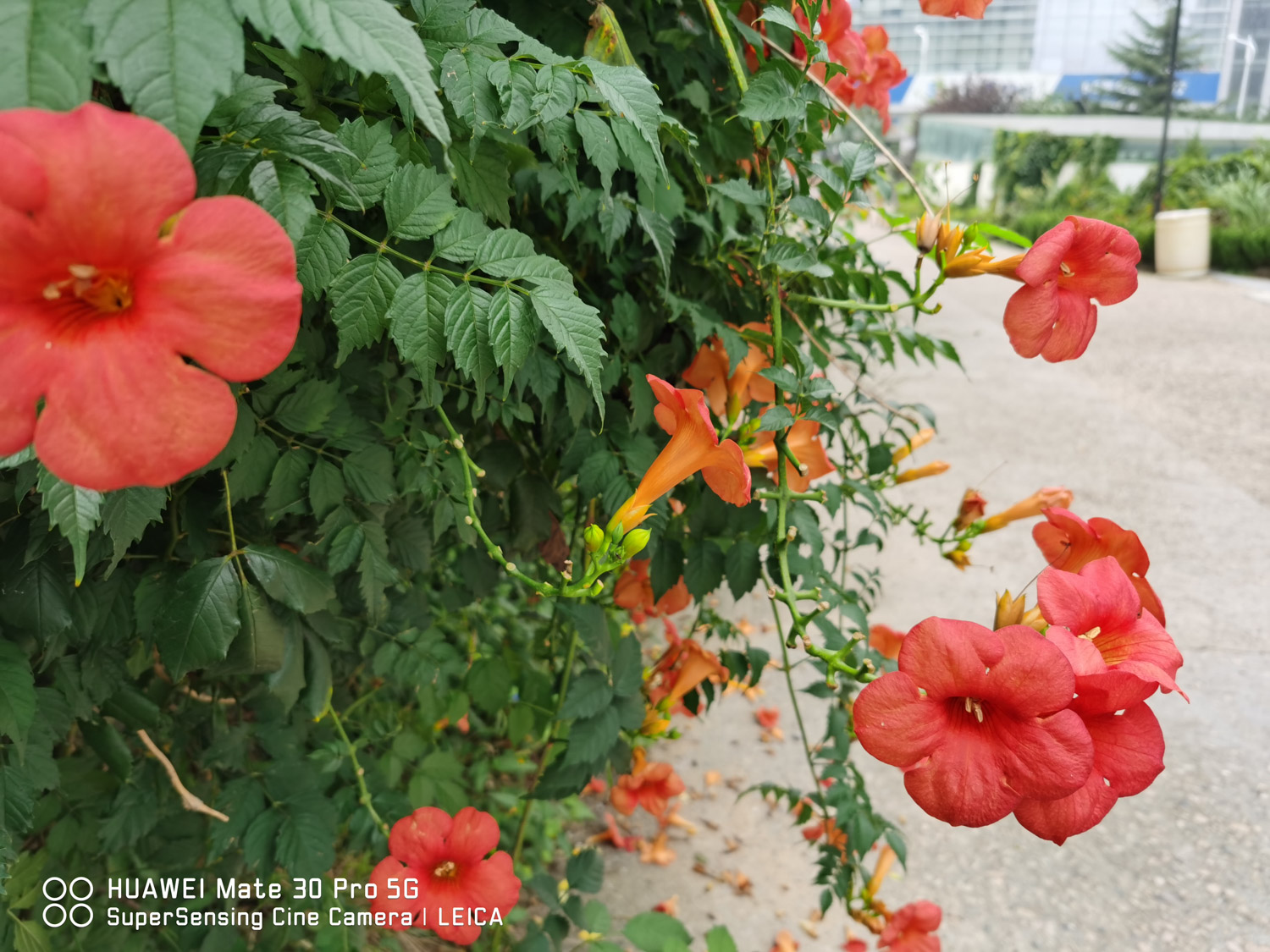 Chinese trumpet creeper