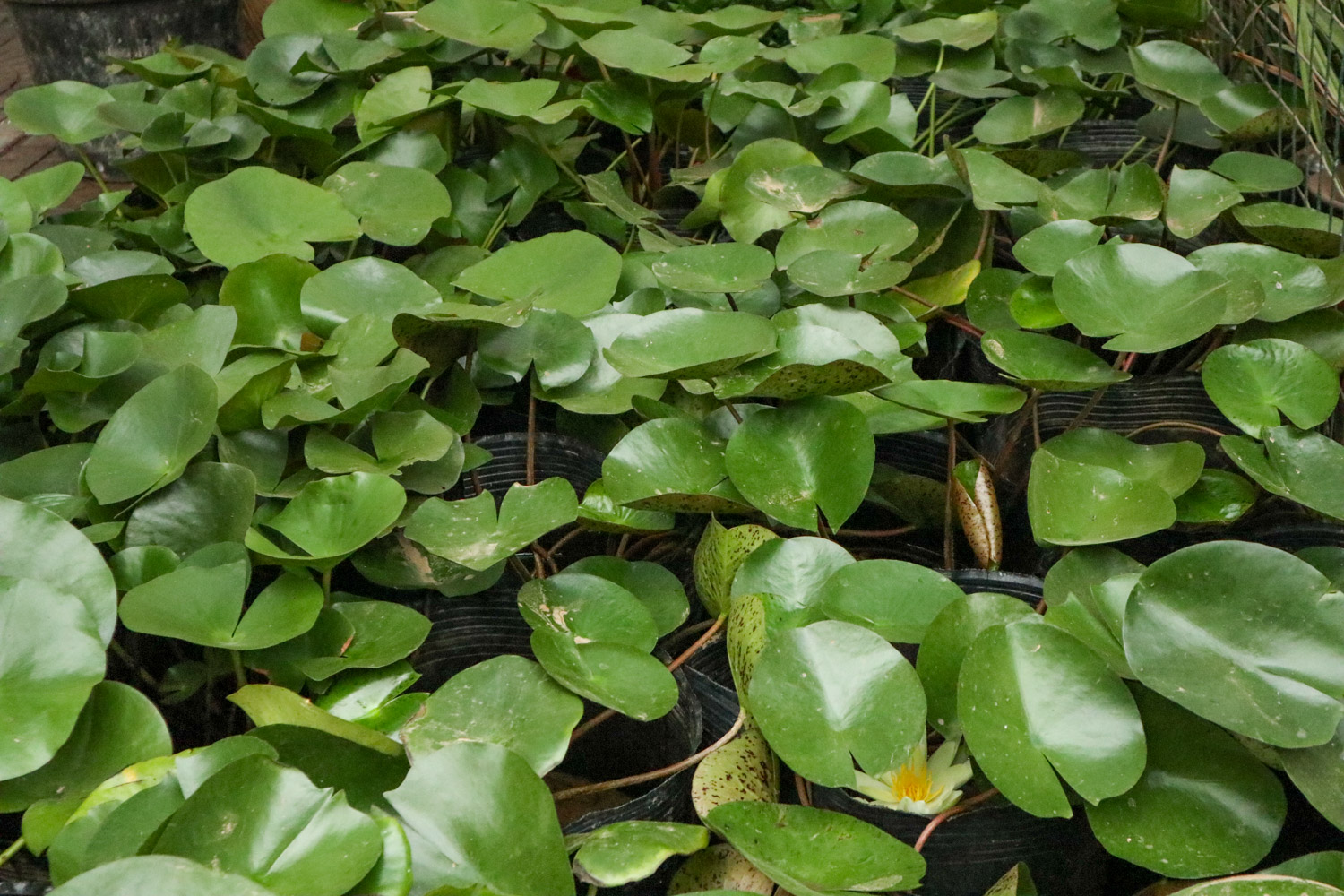 Water lilies