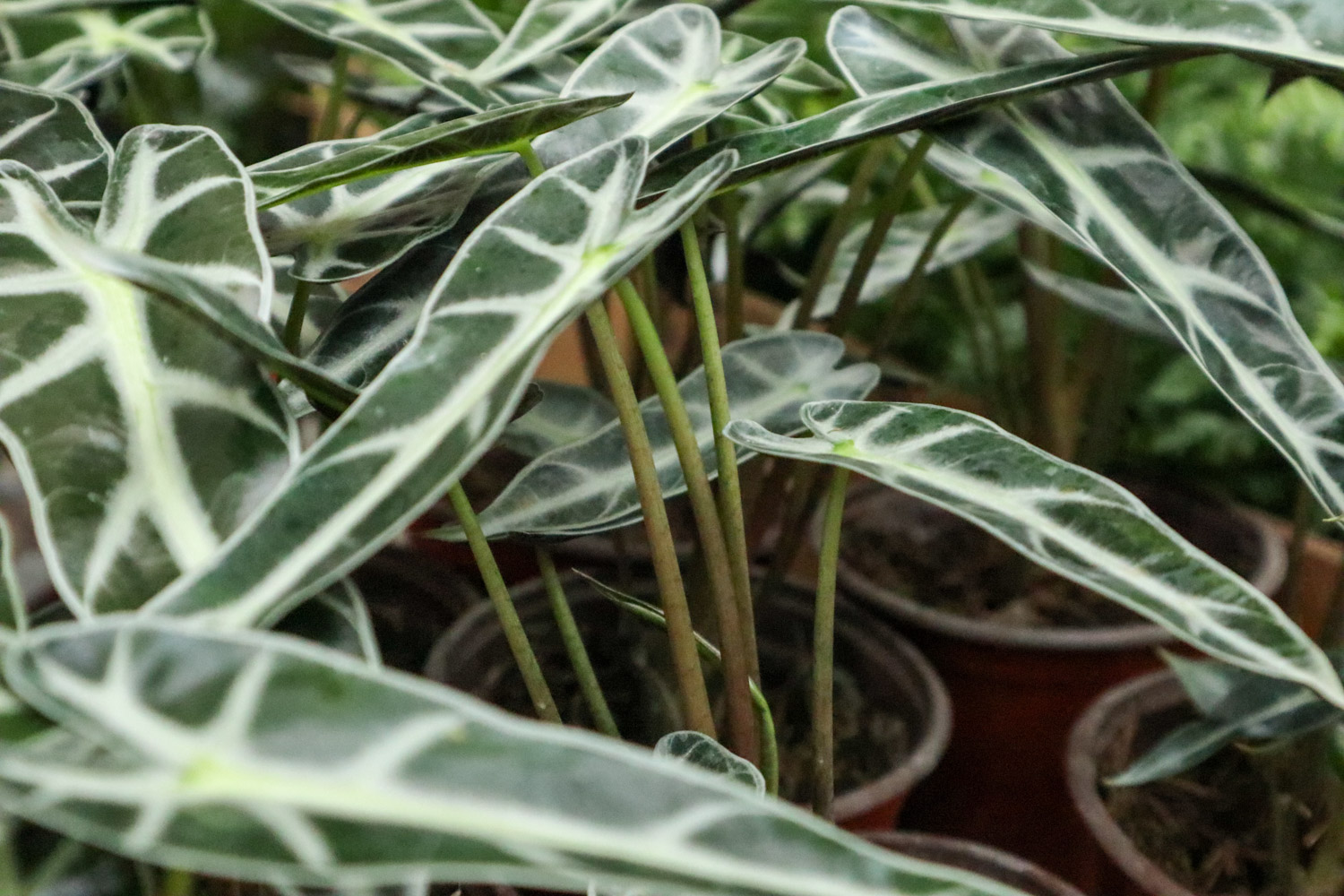Alocasia xamazonica 