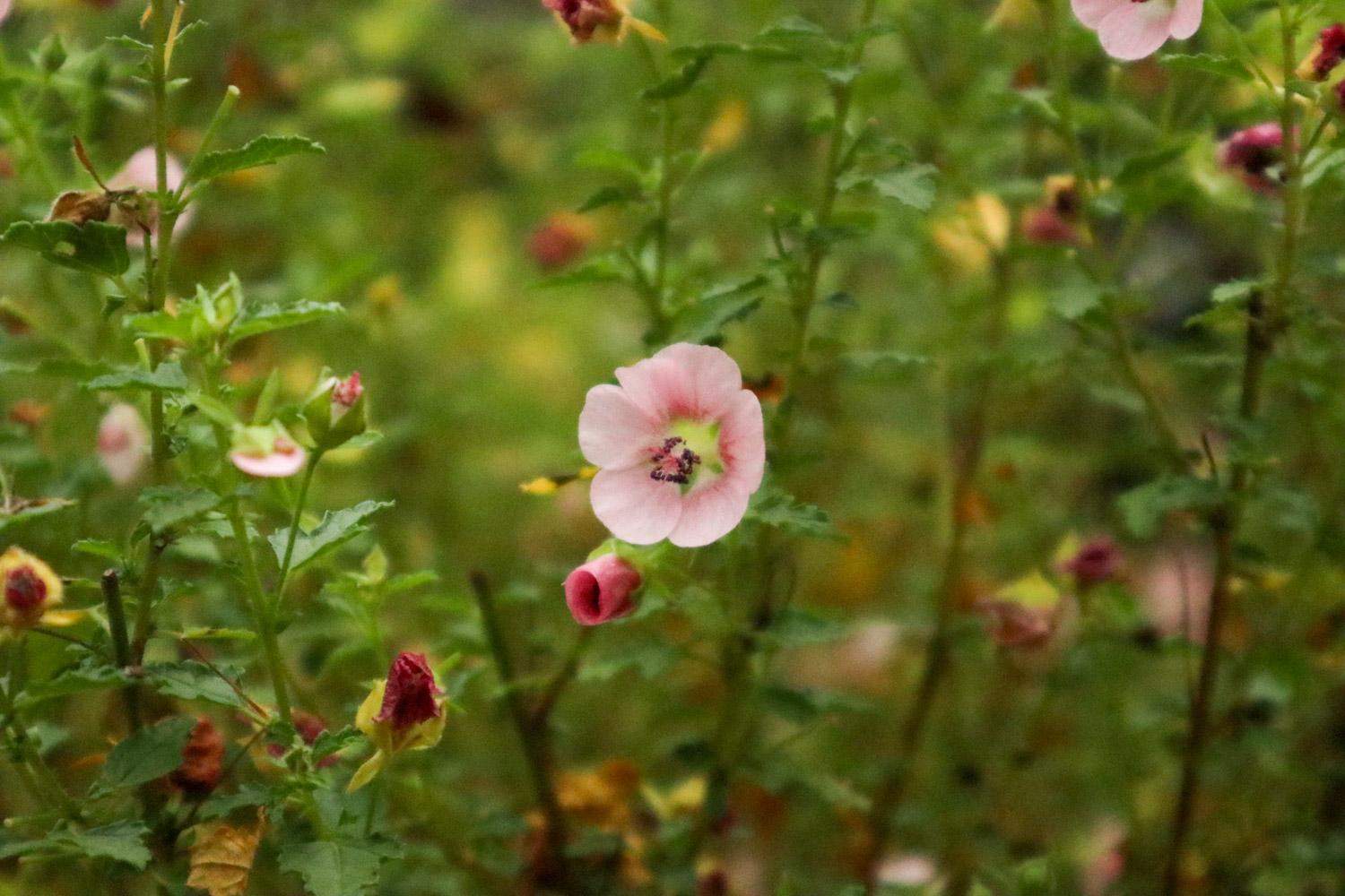 Hibiscus minor