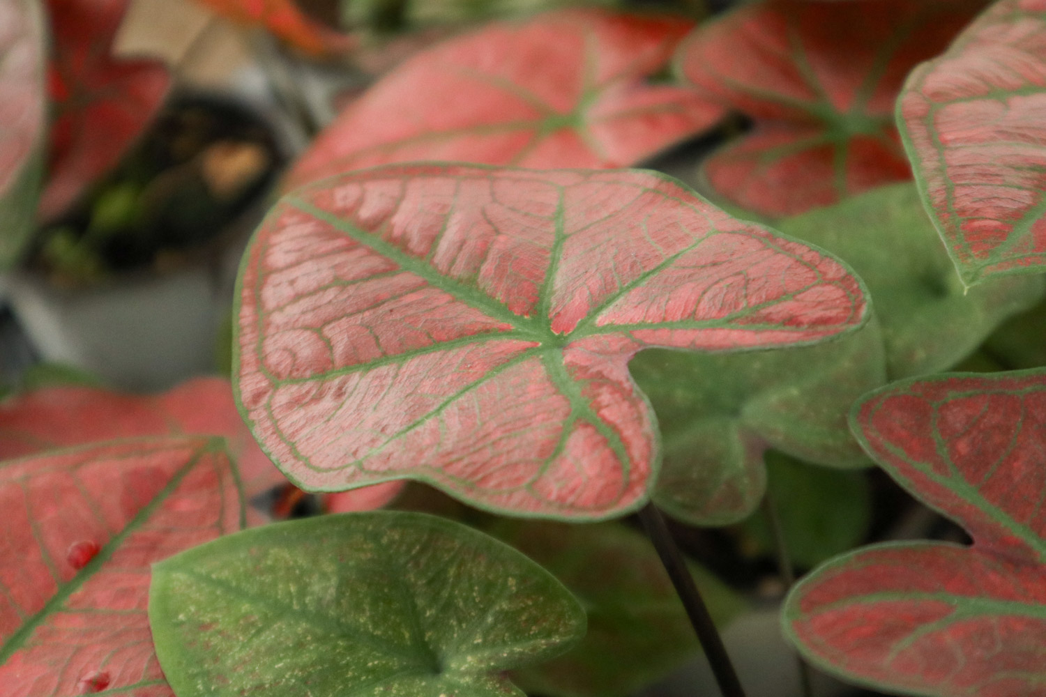 Caladium