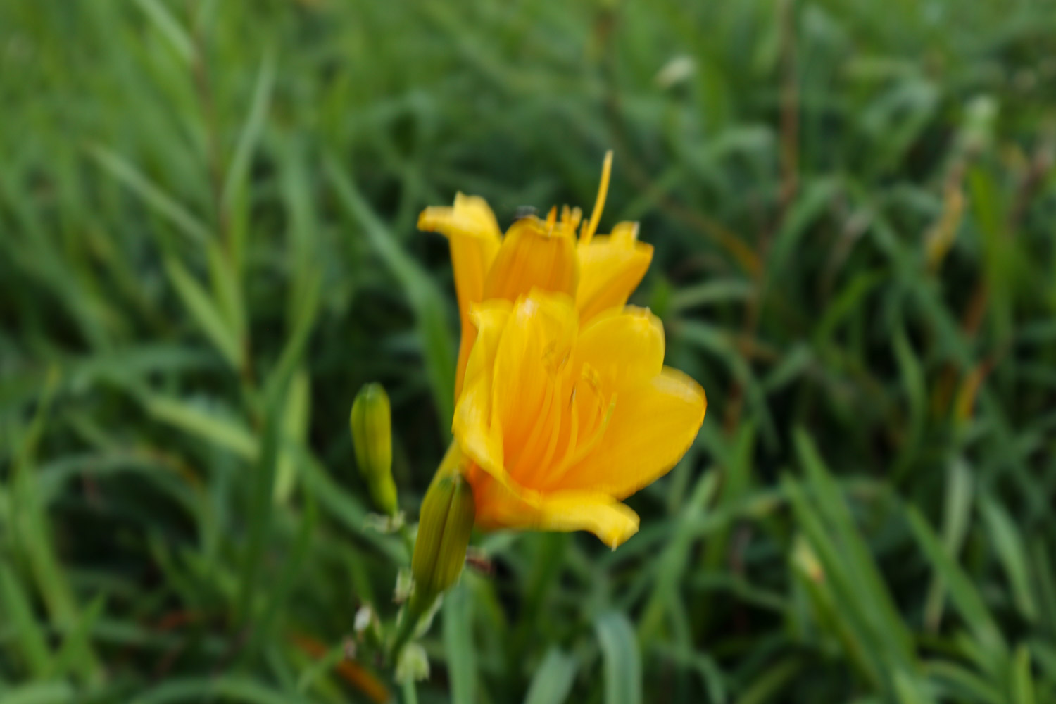 Hemerocallis