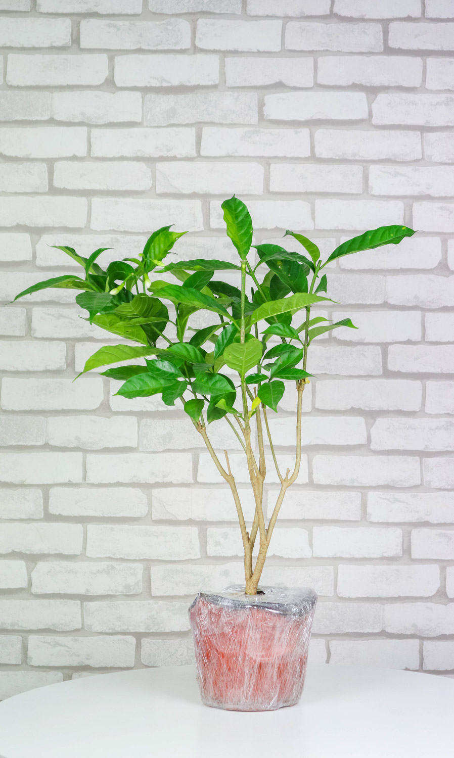 grape-jasmine