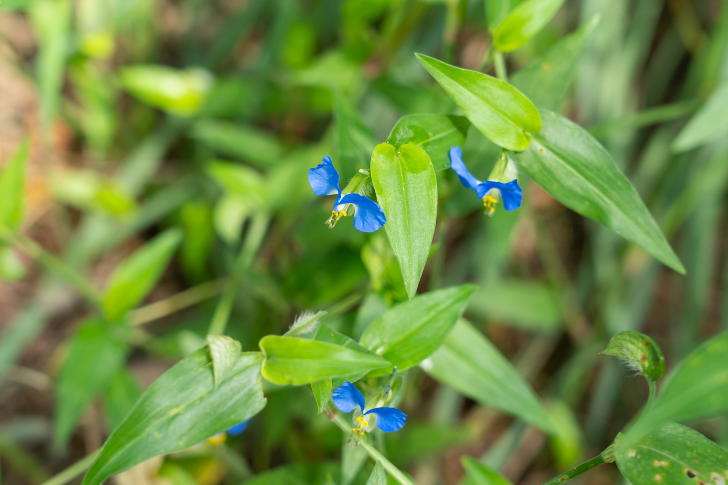 Asiatic dayflower
