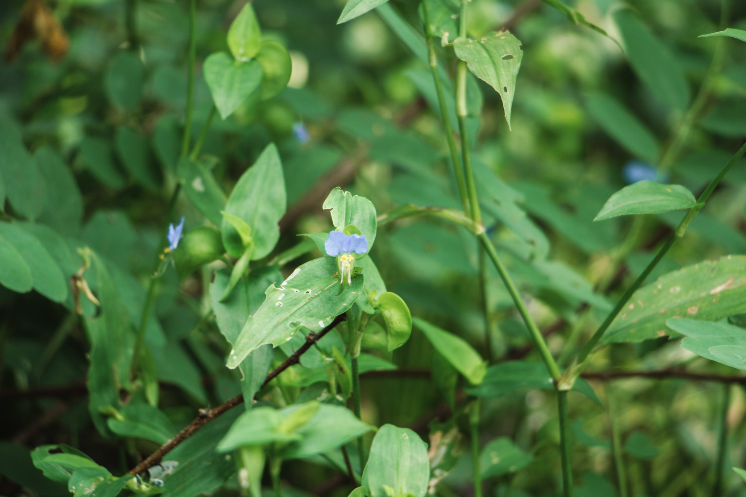 Asiatic dayflower