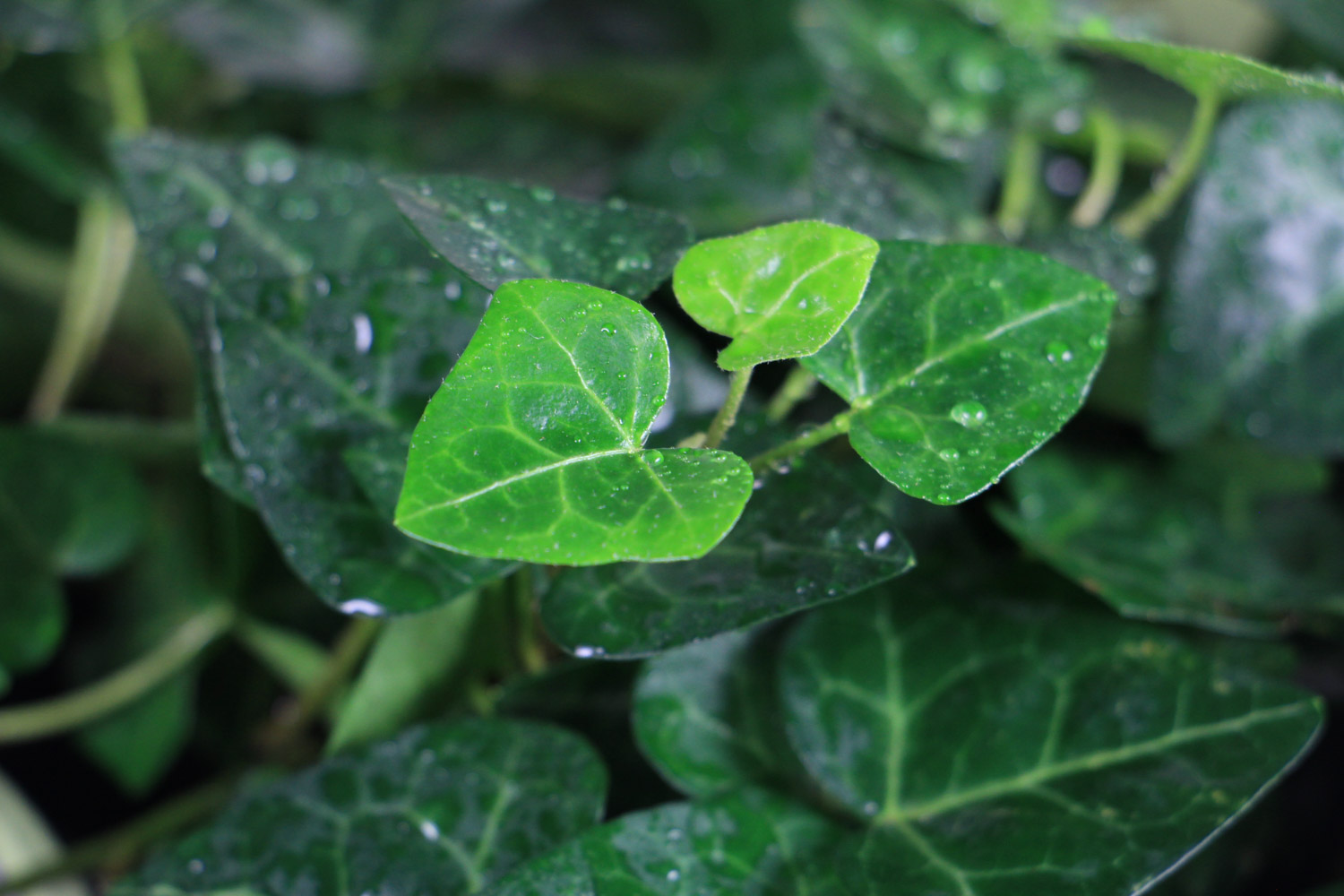 Ivy
