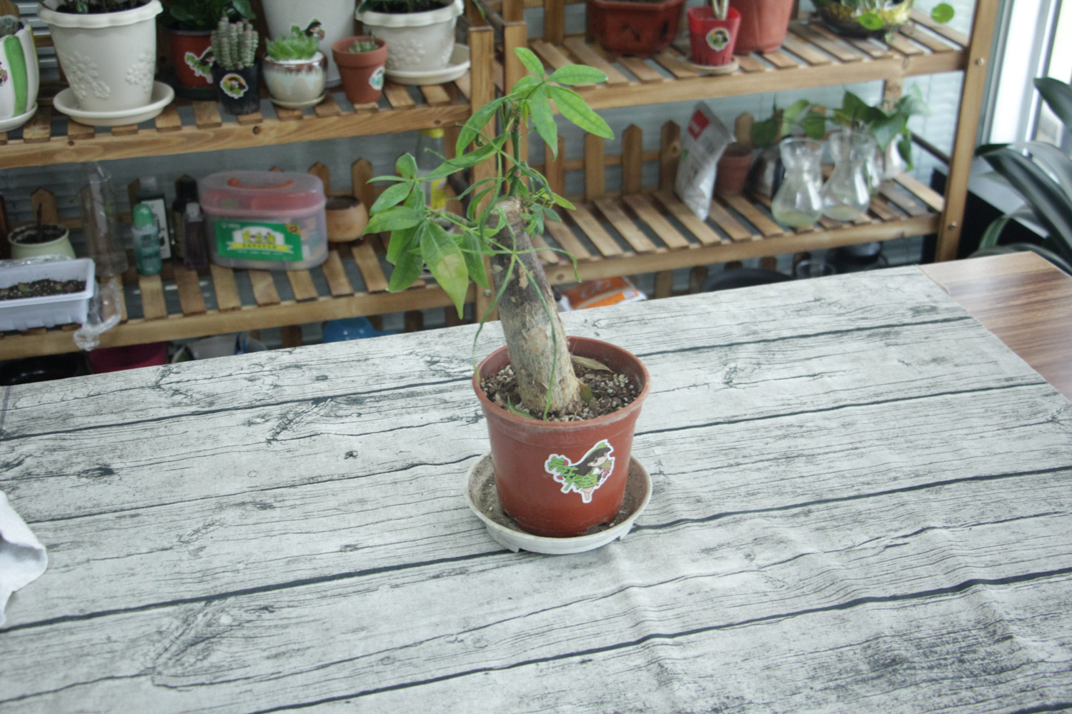 pachira macrocarpa