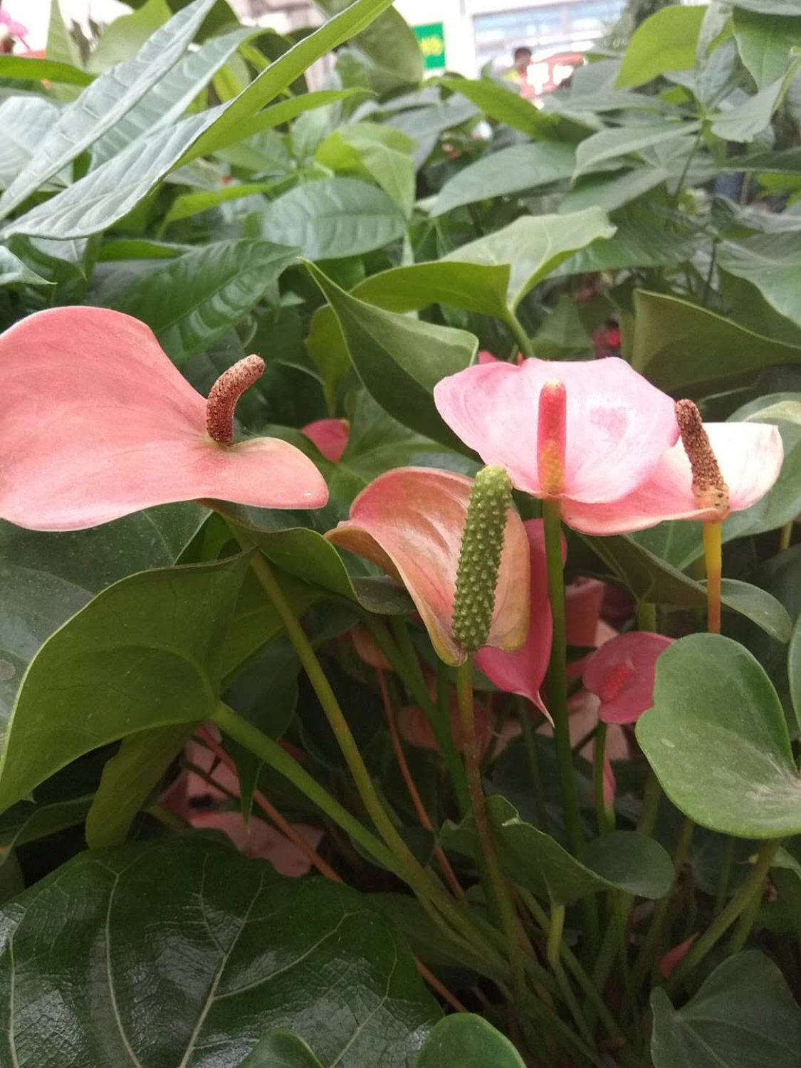 Anthurium