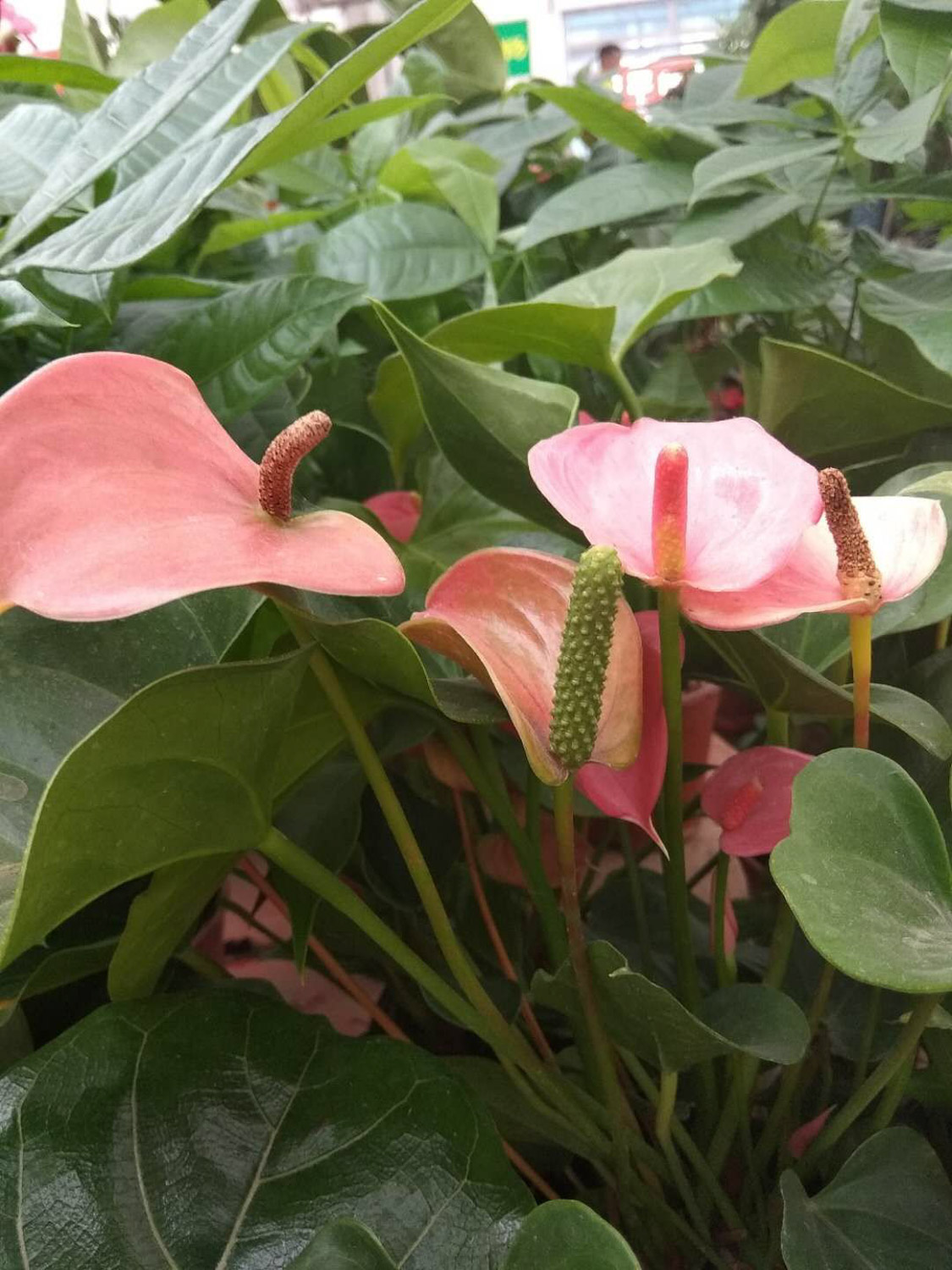 Anthurium