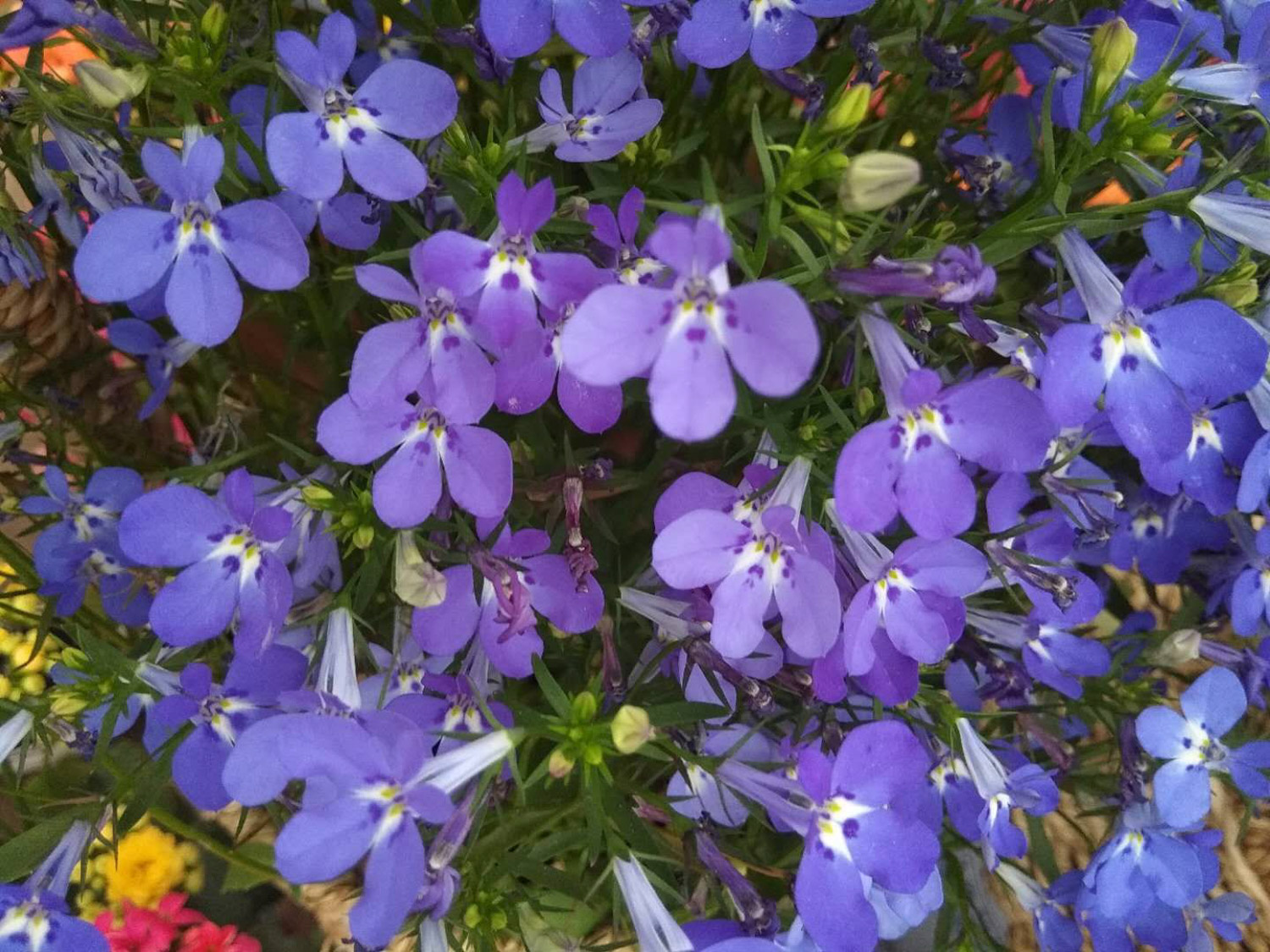 Garden Lobelia