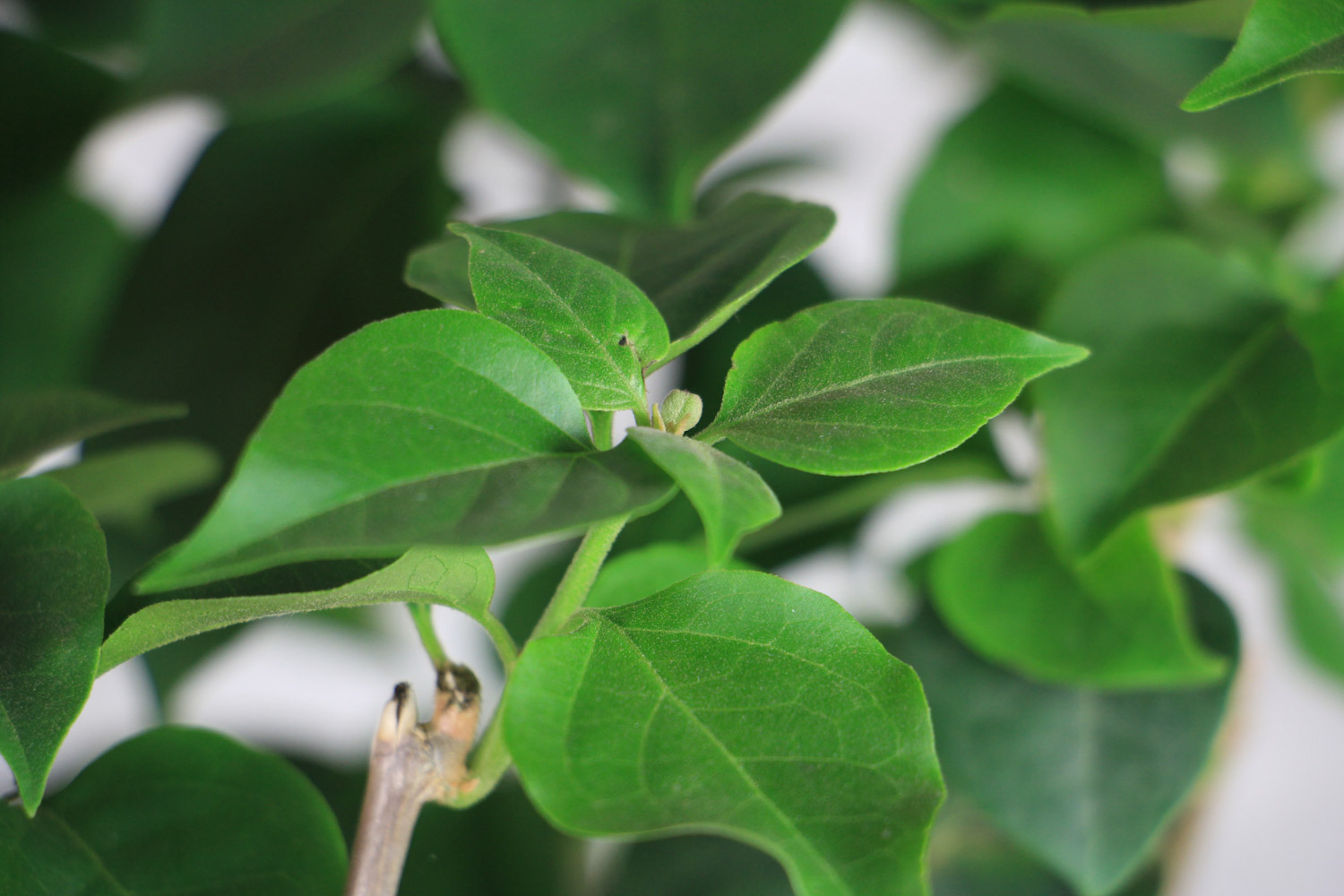 triangle plum