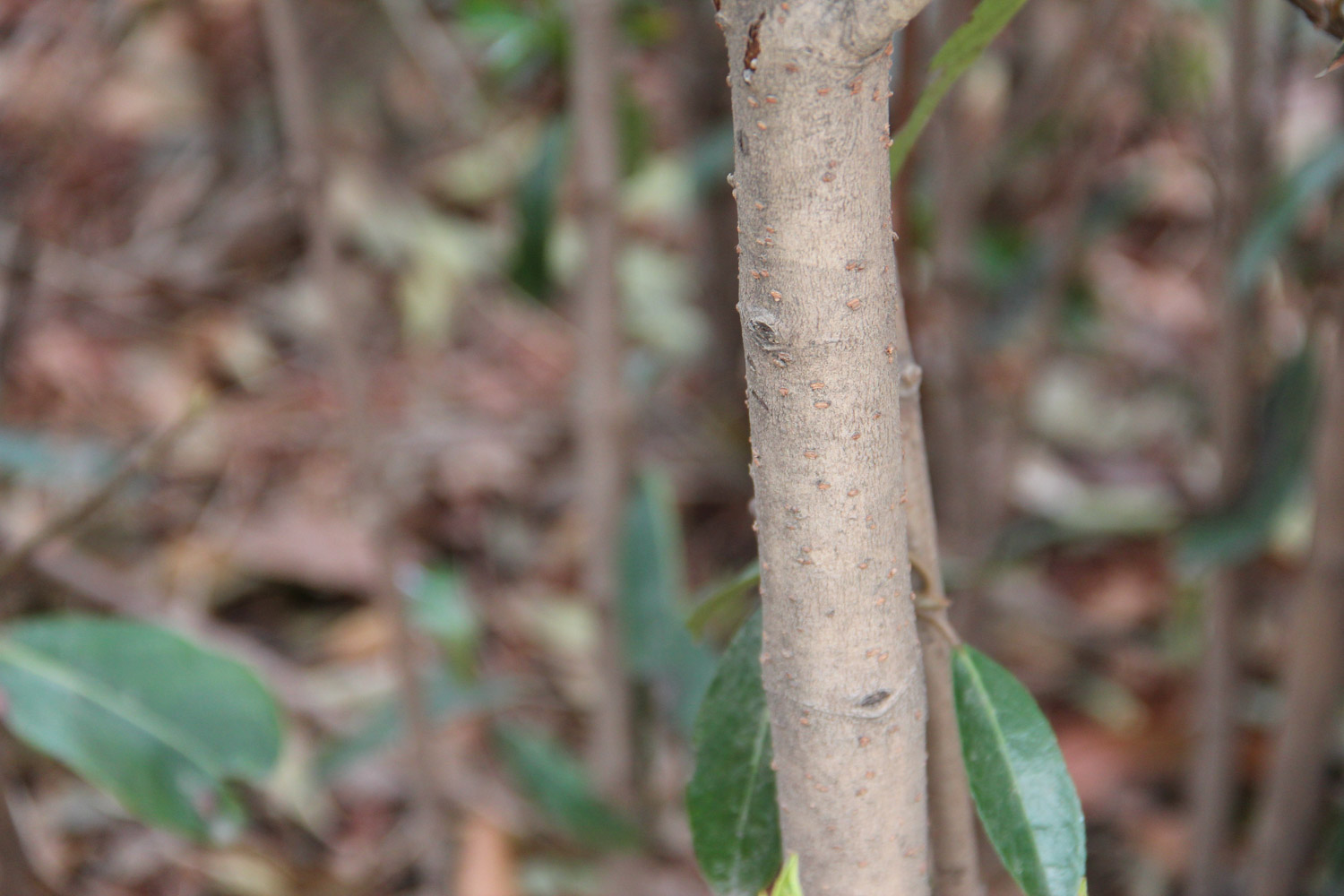 Coral tree