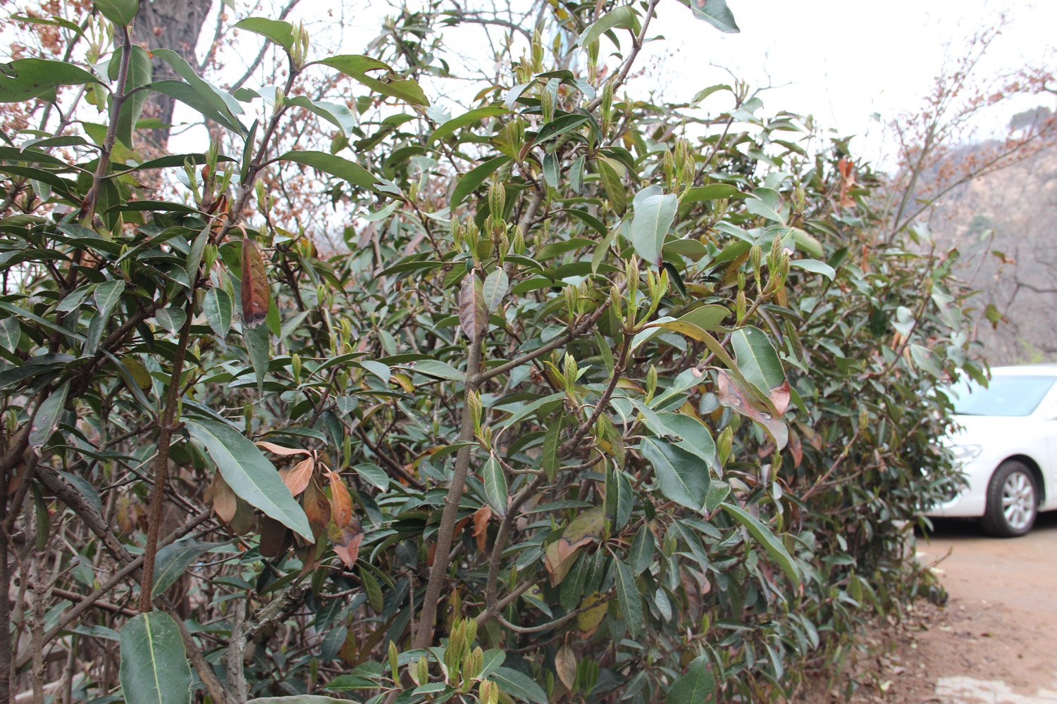 Coral tree