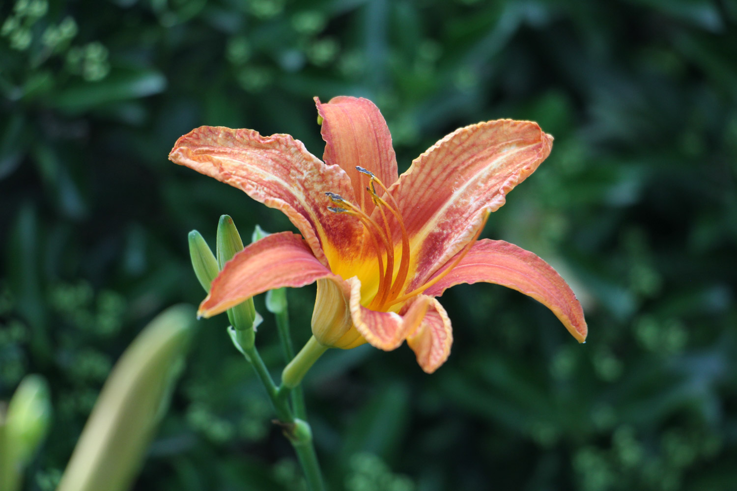 Hemerocallis