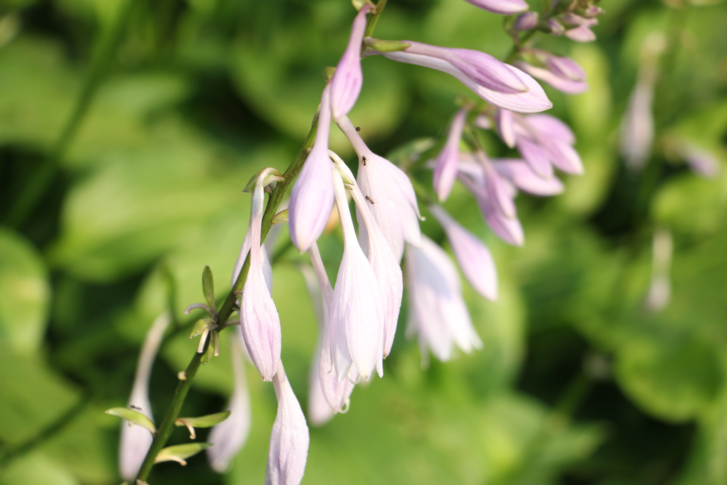 Hosta