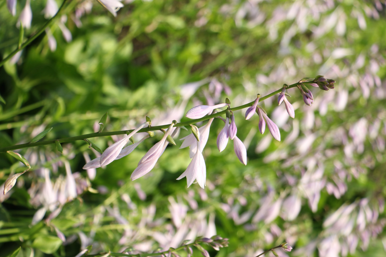 Hosta