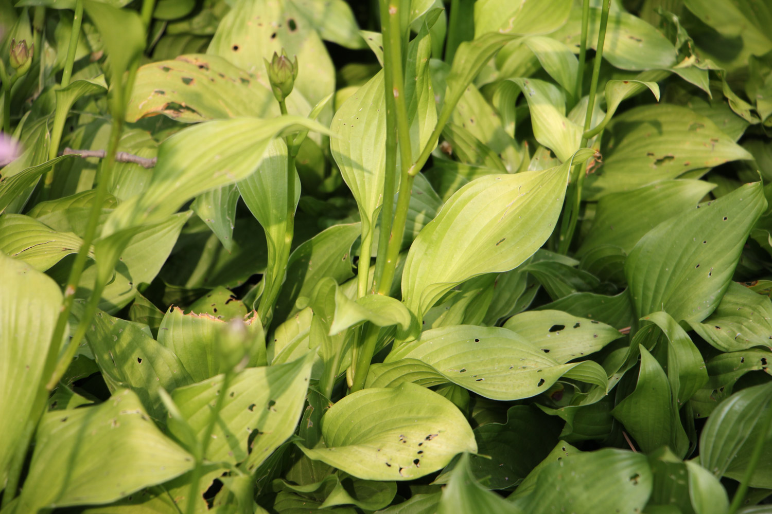 Hosta